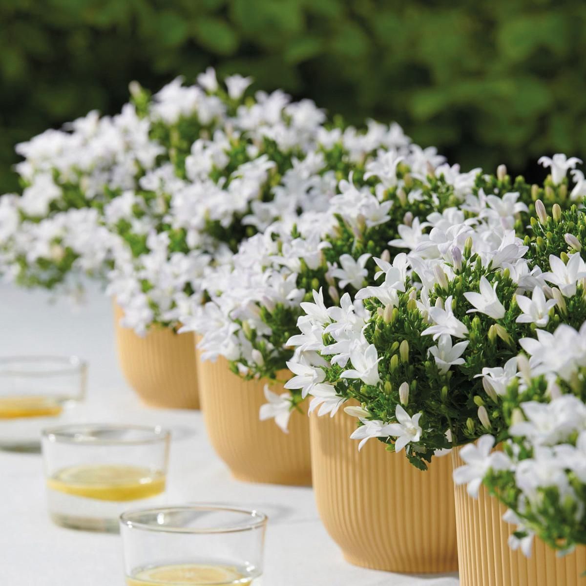 Campanula Addenda Glockenblume Weiß