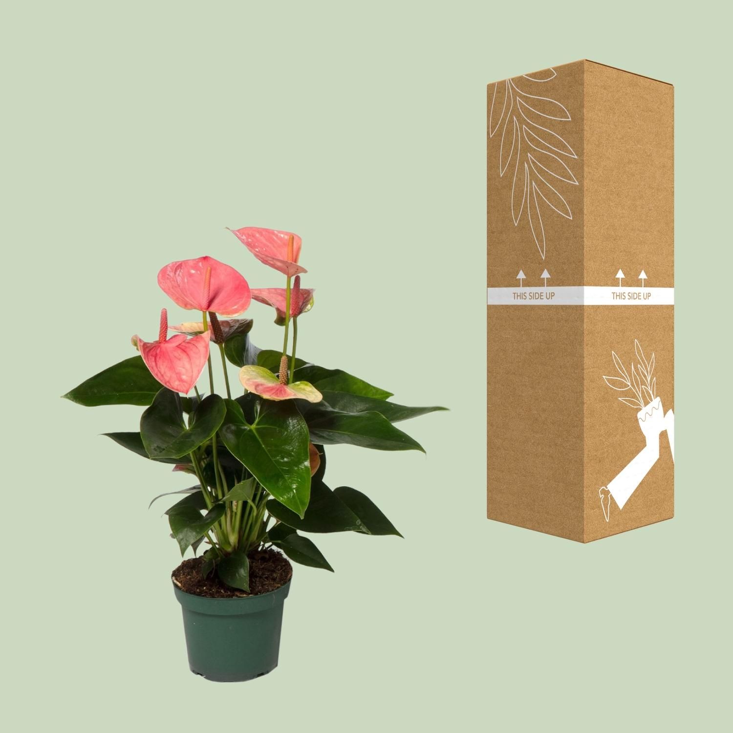 Anthurium Sweet Dream – Ø12cm – Höhe ca. 35cm
