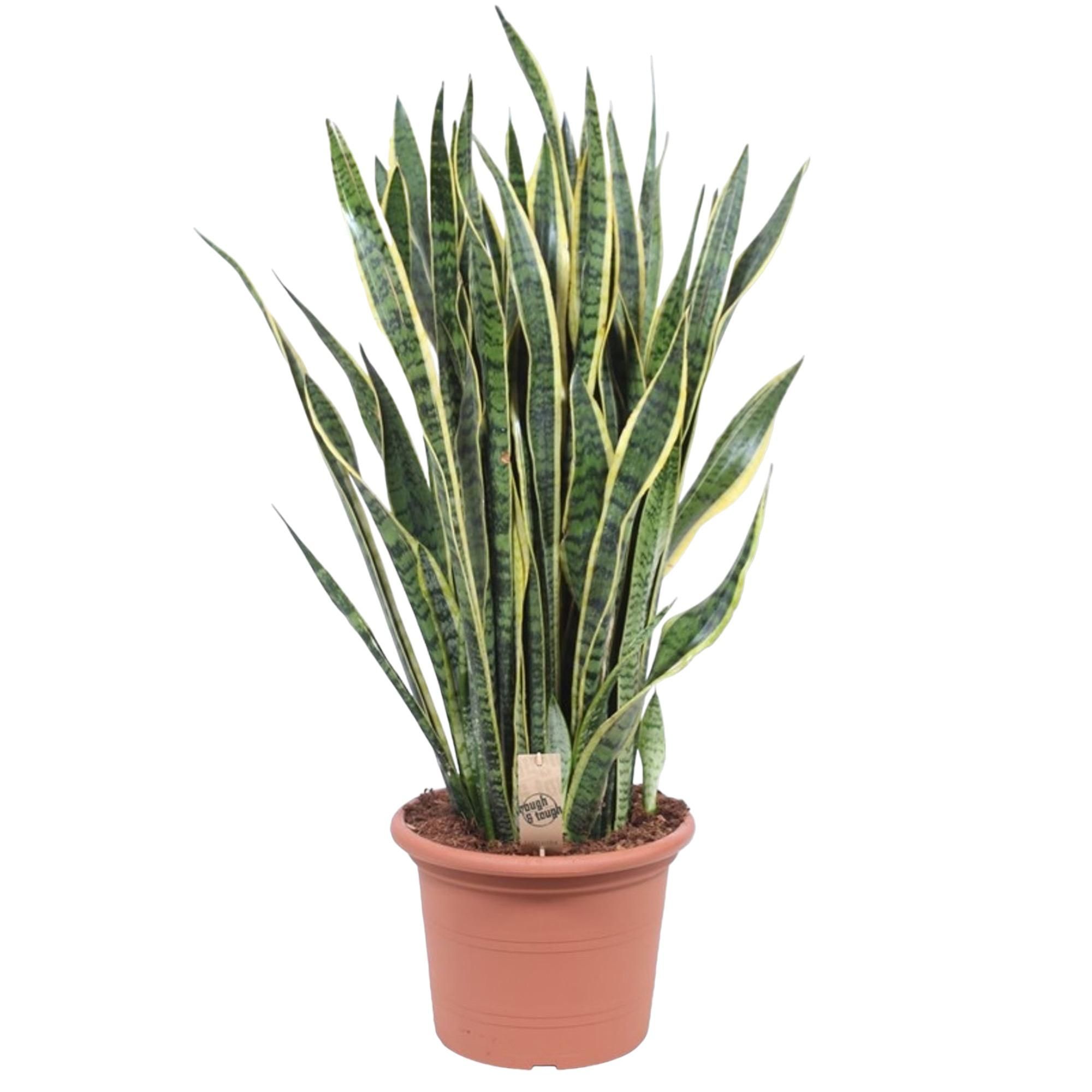 Sansevieria Laurentii Schlangenpflanze