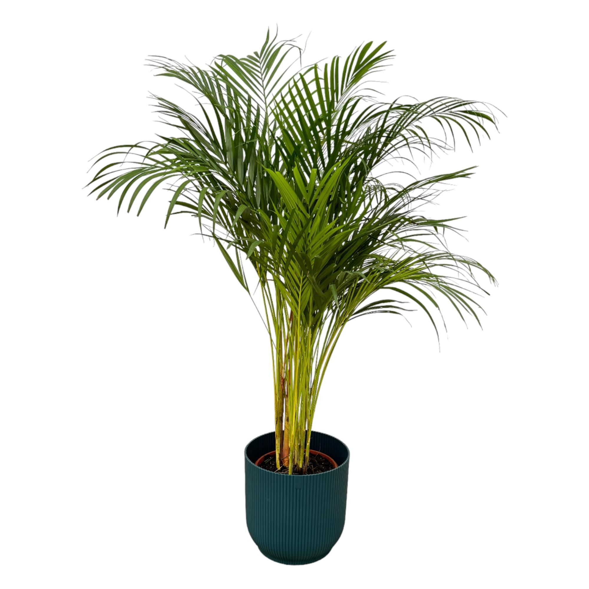 Areca-Palme in modernem Übertopf