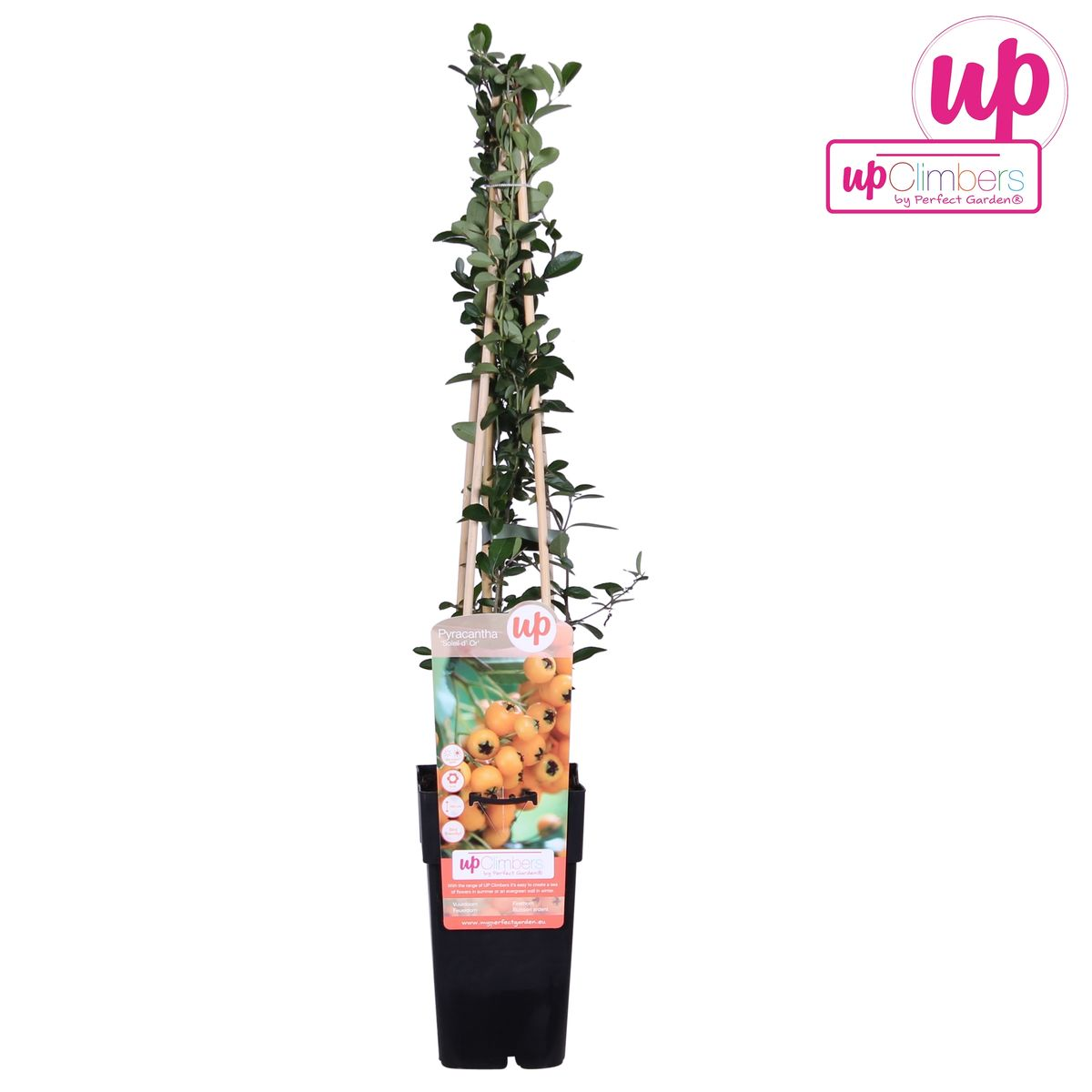 Pyracantha Strauch Soleil dOr