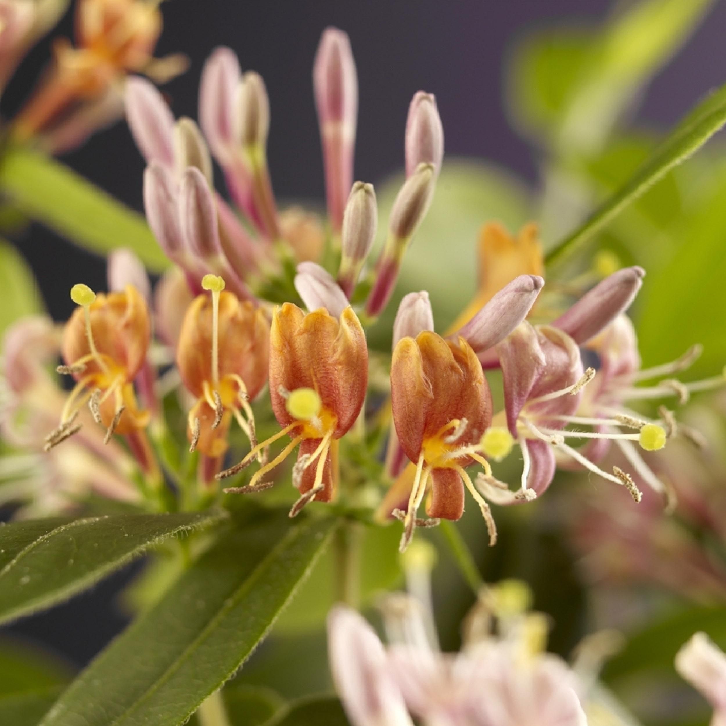 Geißblatt Lonicera henryi – Rosa Blüten – Wenig Pflege – 2 Pflanzen
