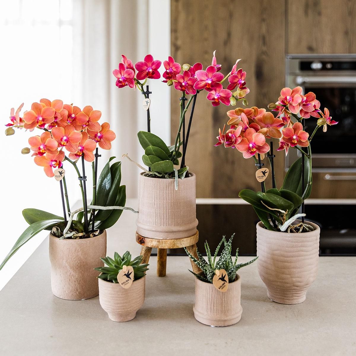 Rote Orchidee Congo – Ø9cm Topf – blühende Zimmerpflanze