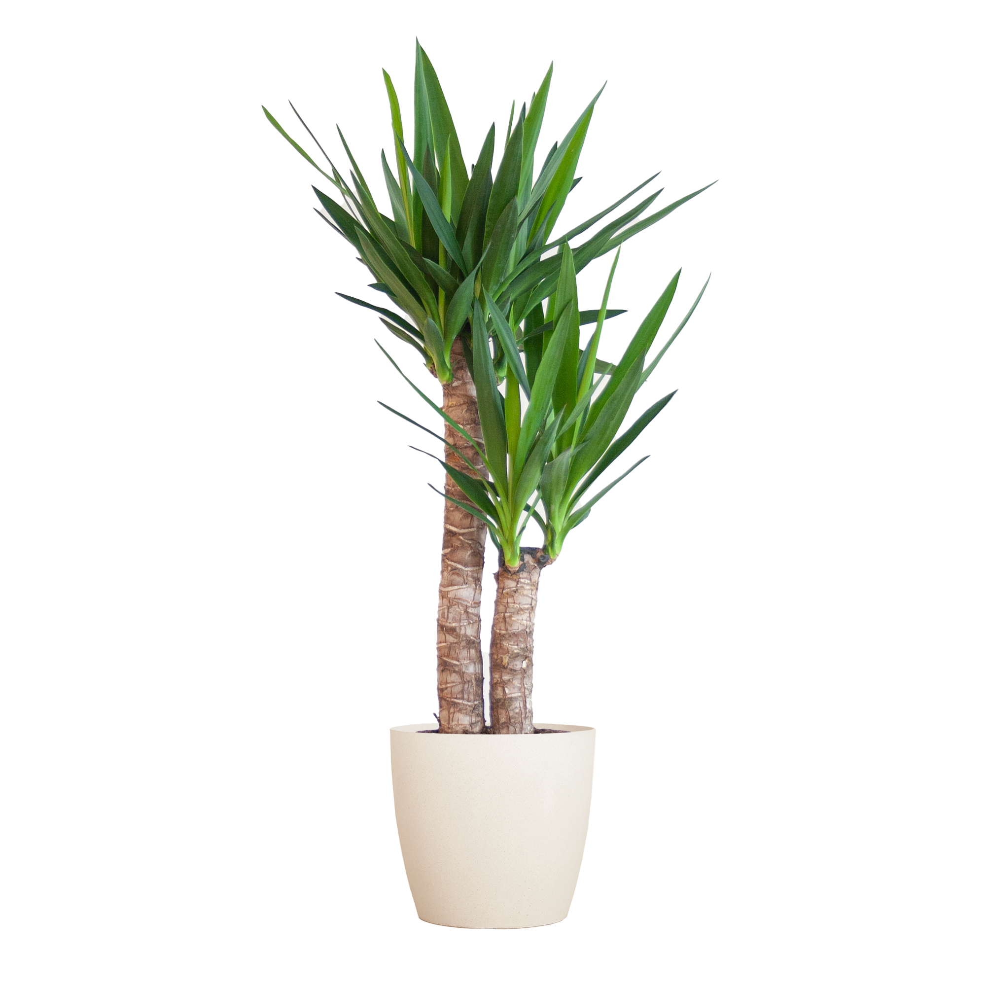 Yucca Elephantipes – Zimmerpflanze – 90cm – Ø21