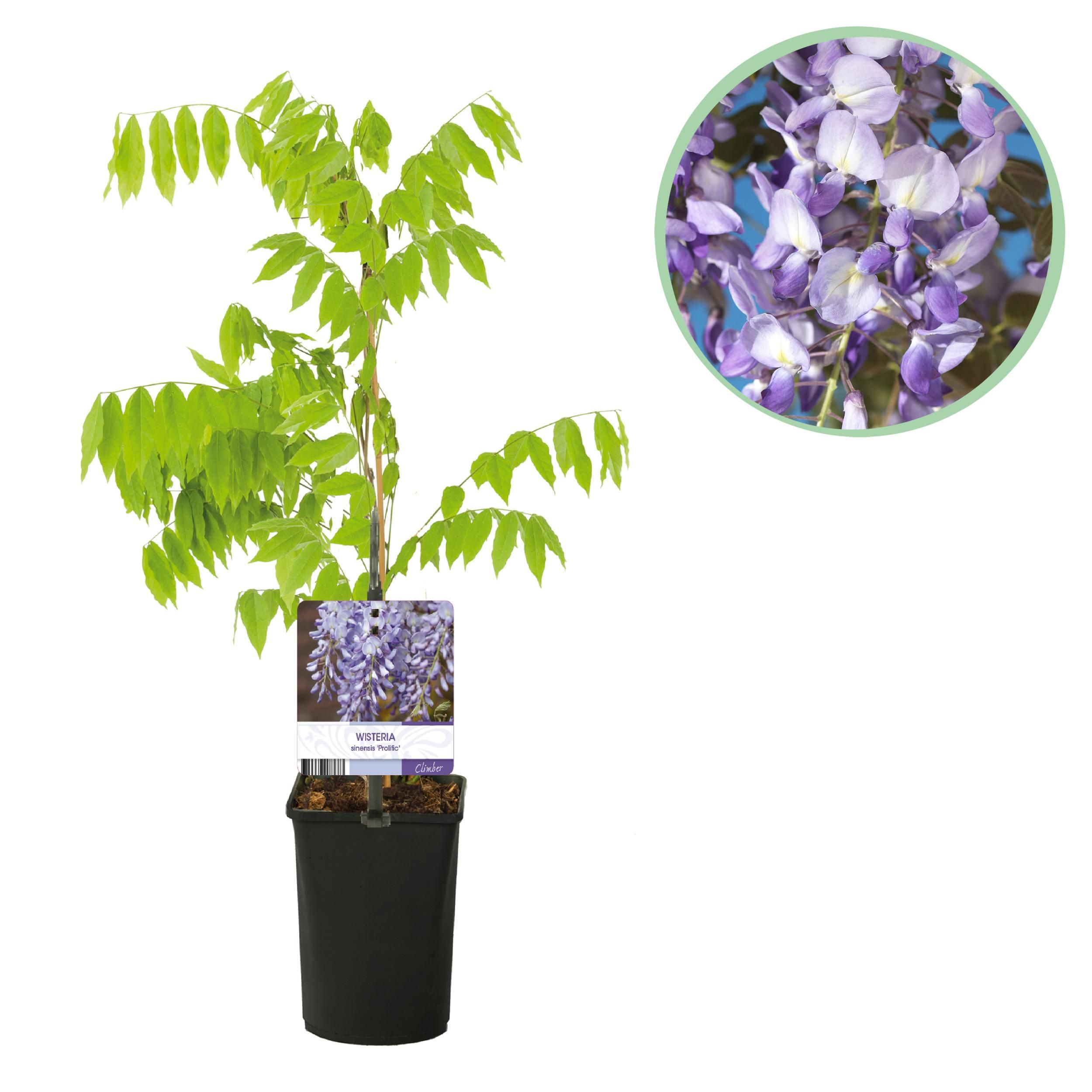 Blauregen Wisteria Floribunda Kletterpflanze