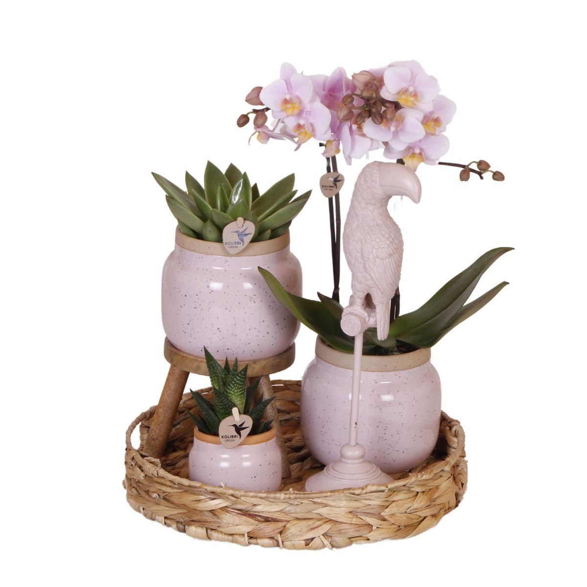 Phalaenopsis Orchidee im romantischen Pflanzenset