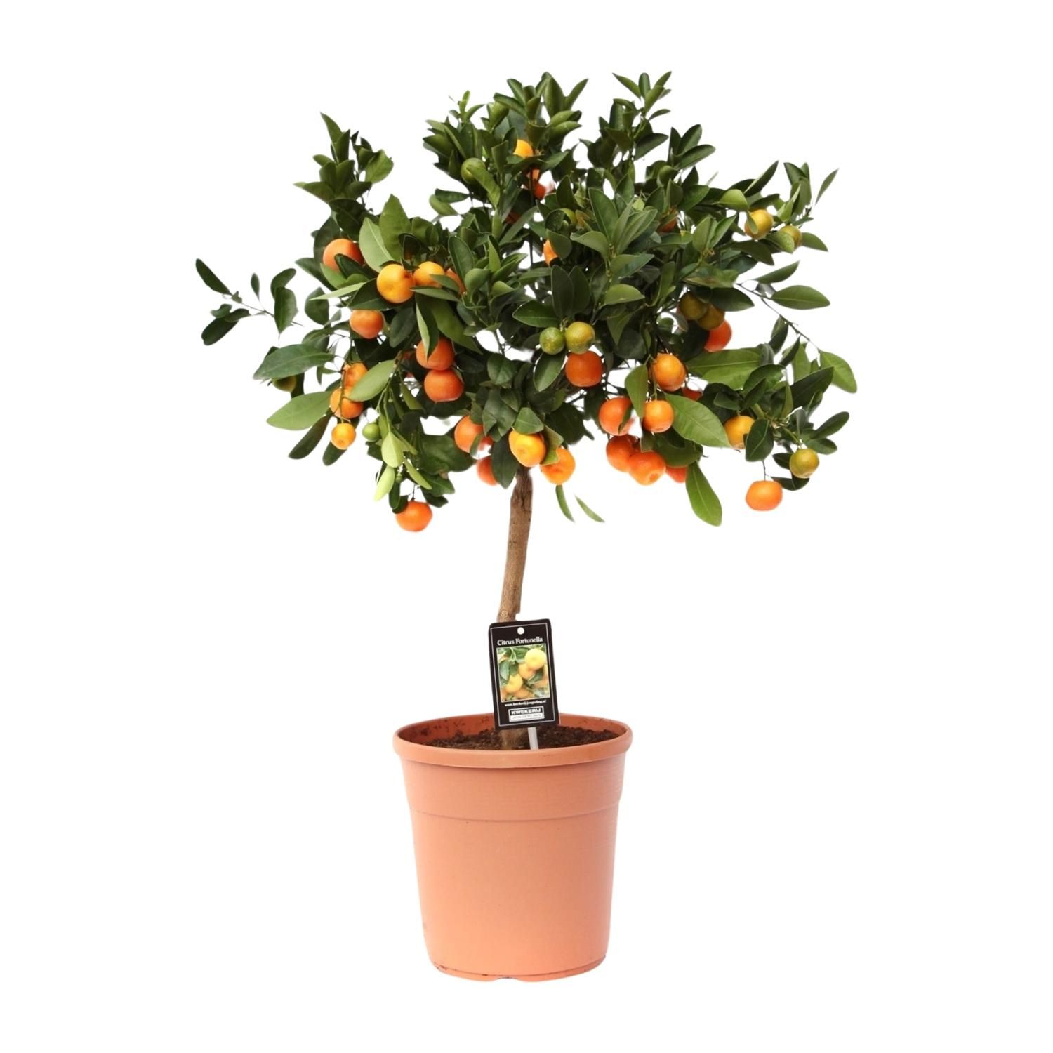 Citrus Calamondin Zimmerpflanze