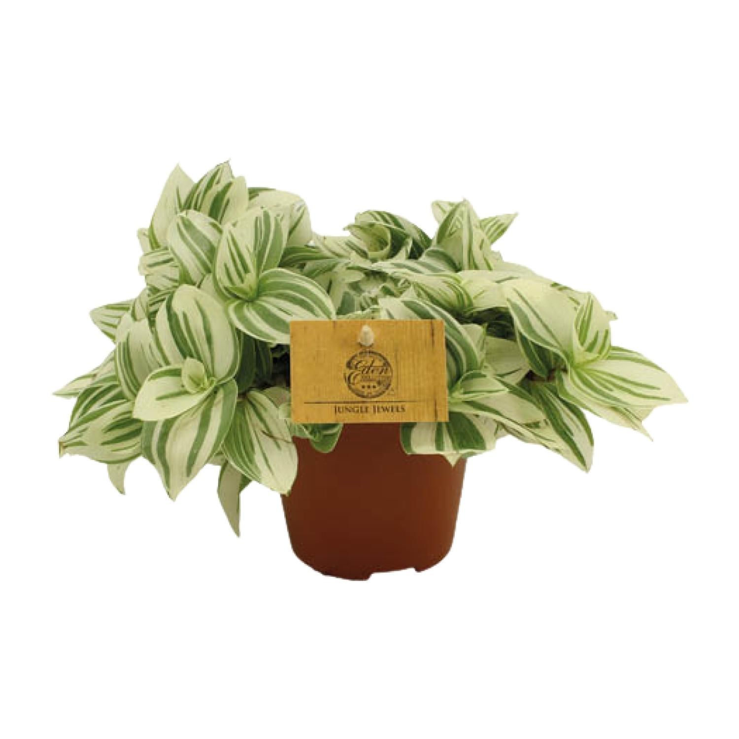 Tradescantia Brightness Zimmerpflanze