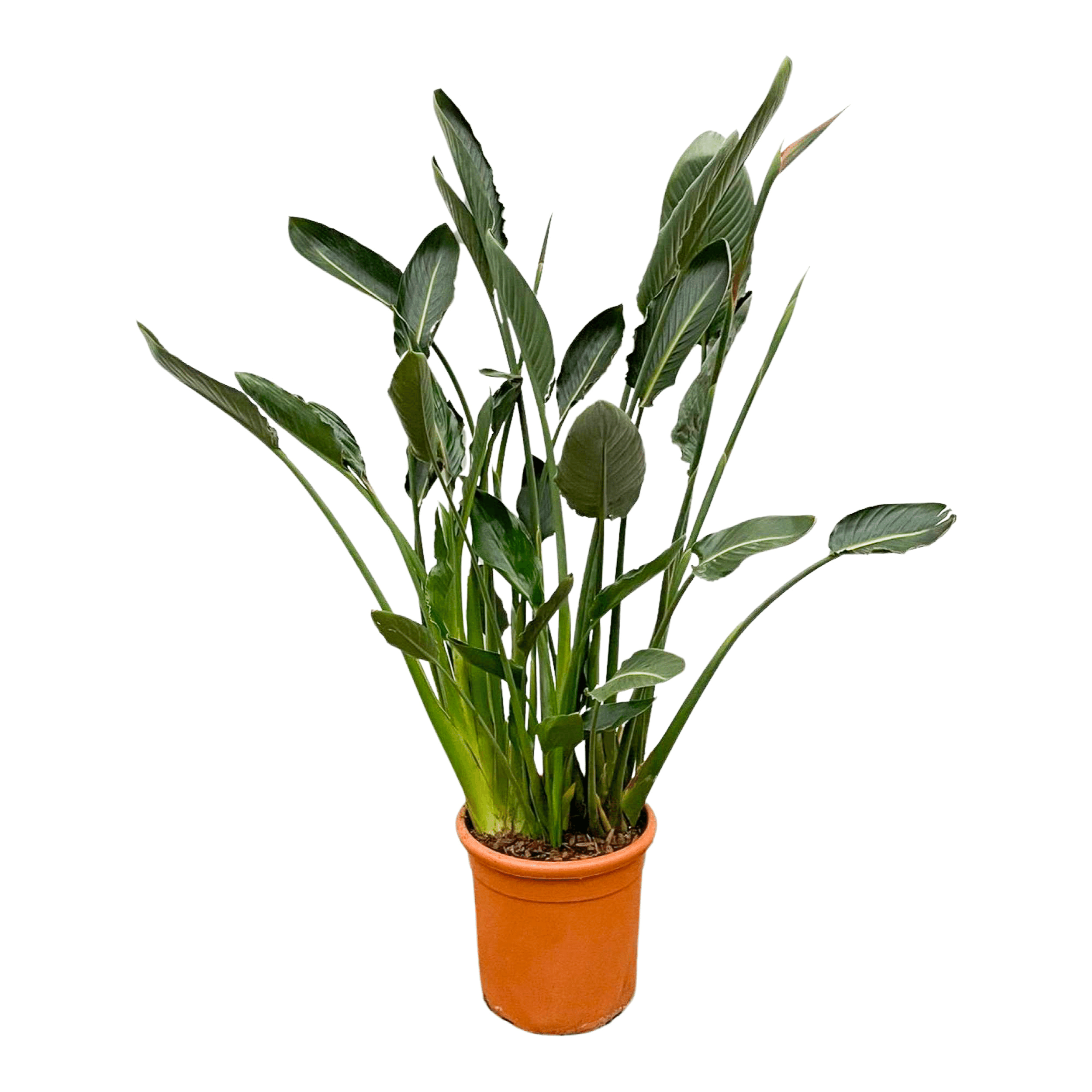 Strelitzia Reginae Paradiesvogelblume