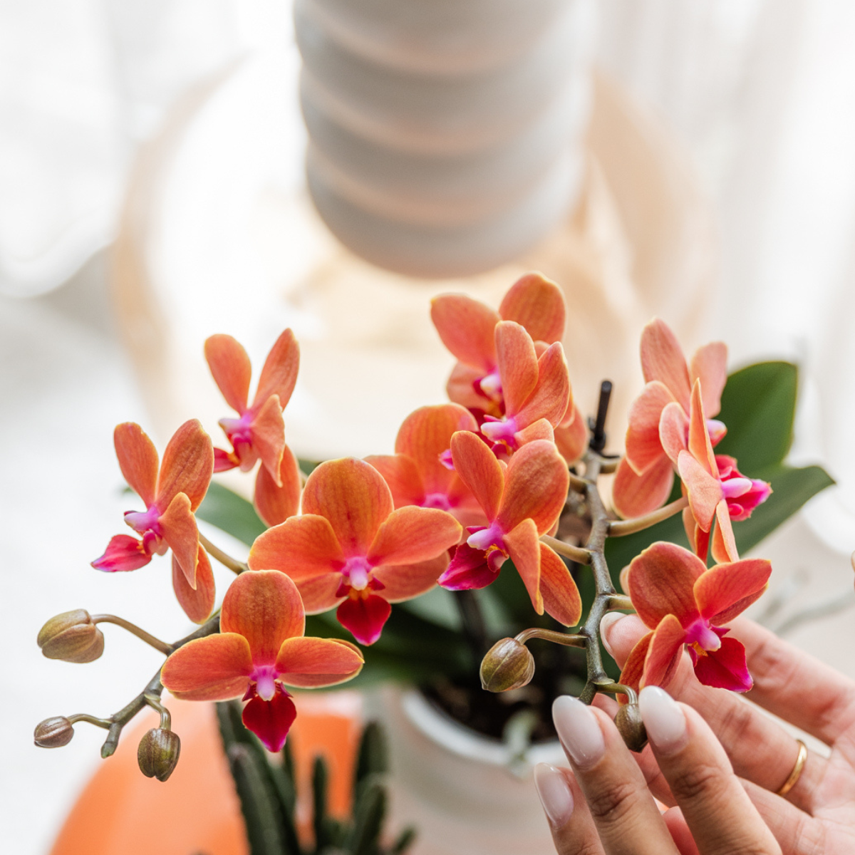 Orange Orchidee Bolzano – Blühende Zimmerpflanze – Topf Ø9cm