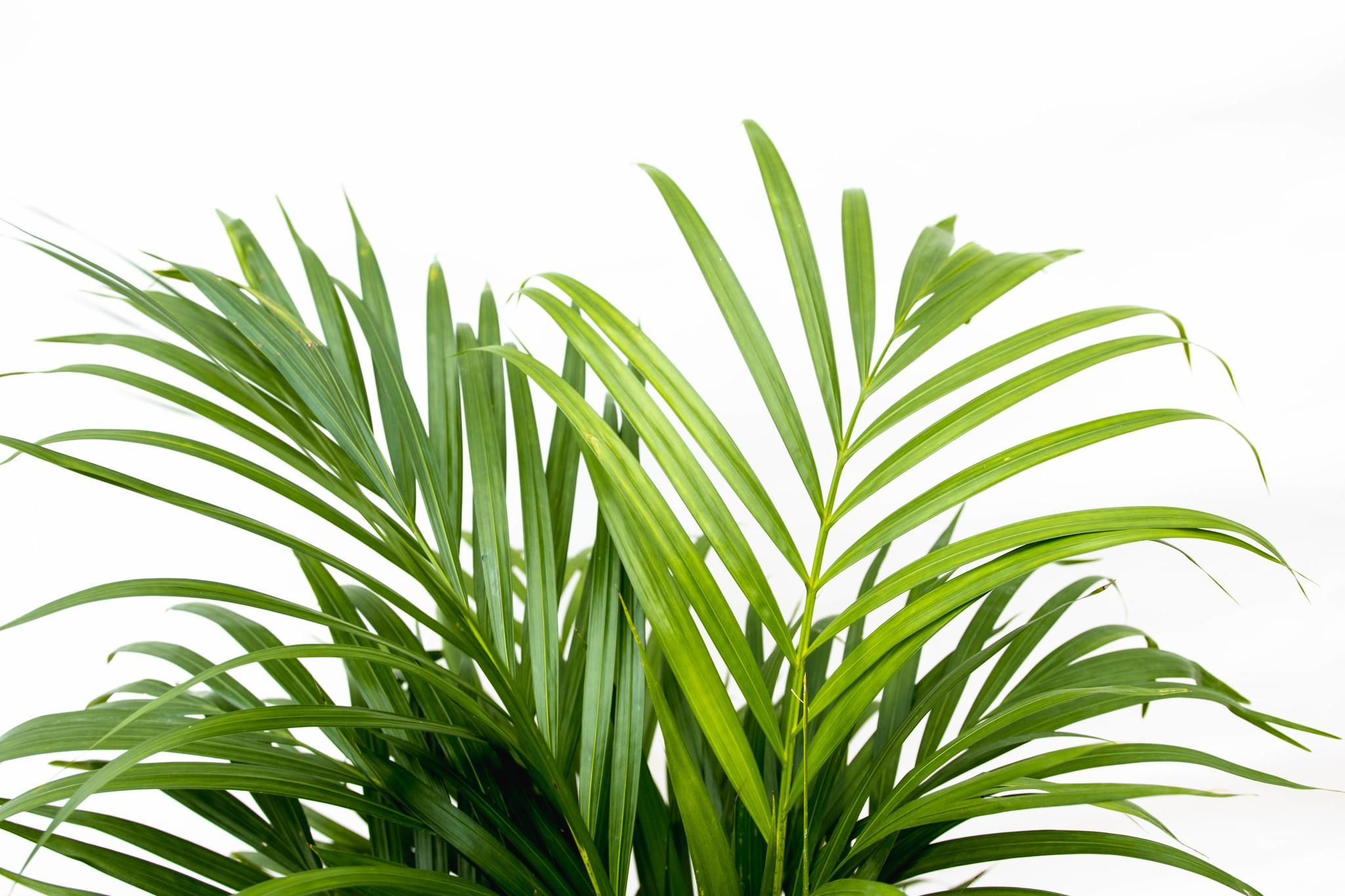 Areca-Palme Dypsis Lutescens
