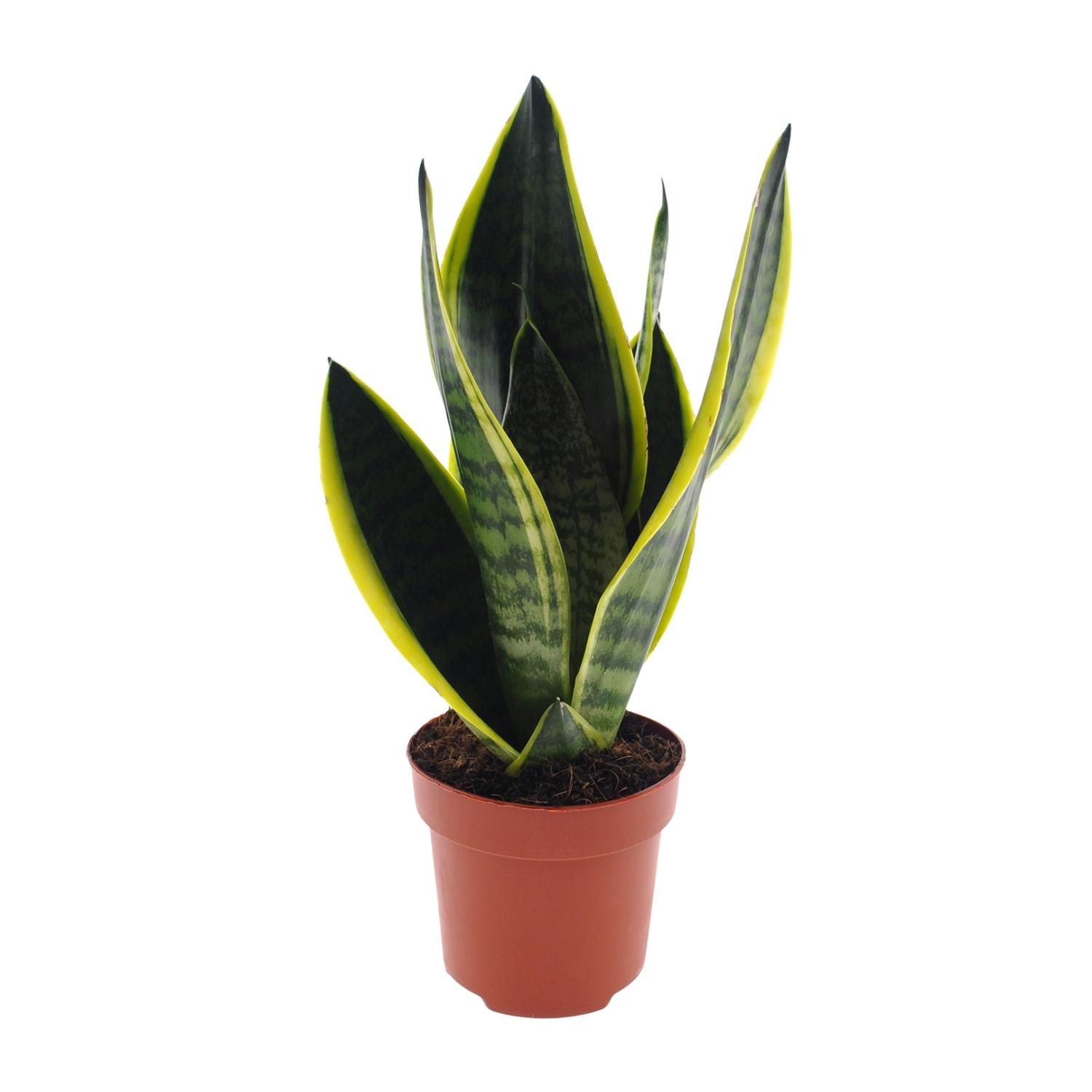 Sansevieria Futura Superba Zimmerpflanze