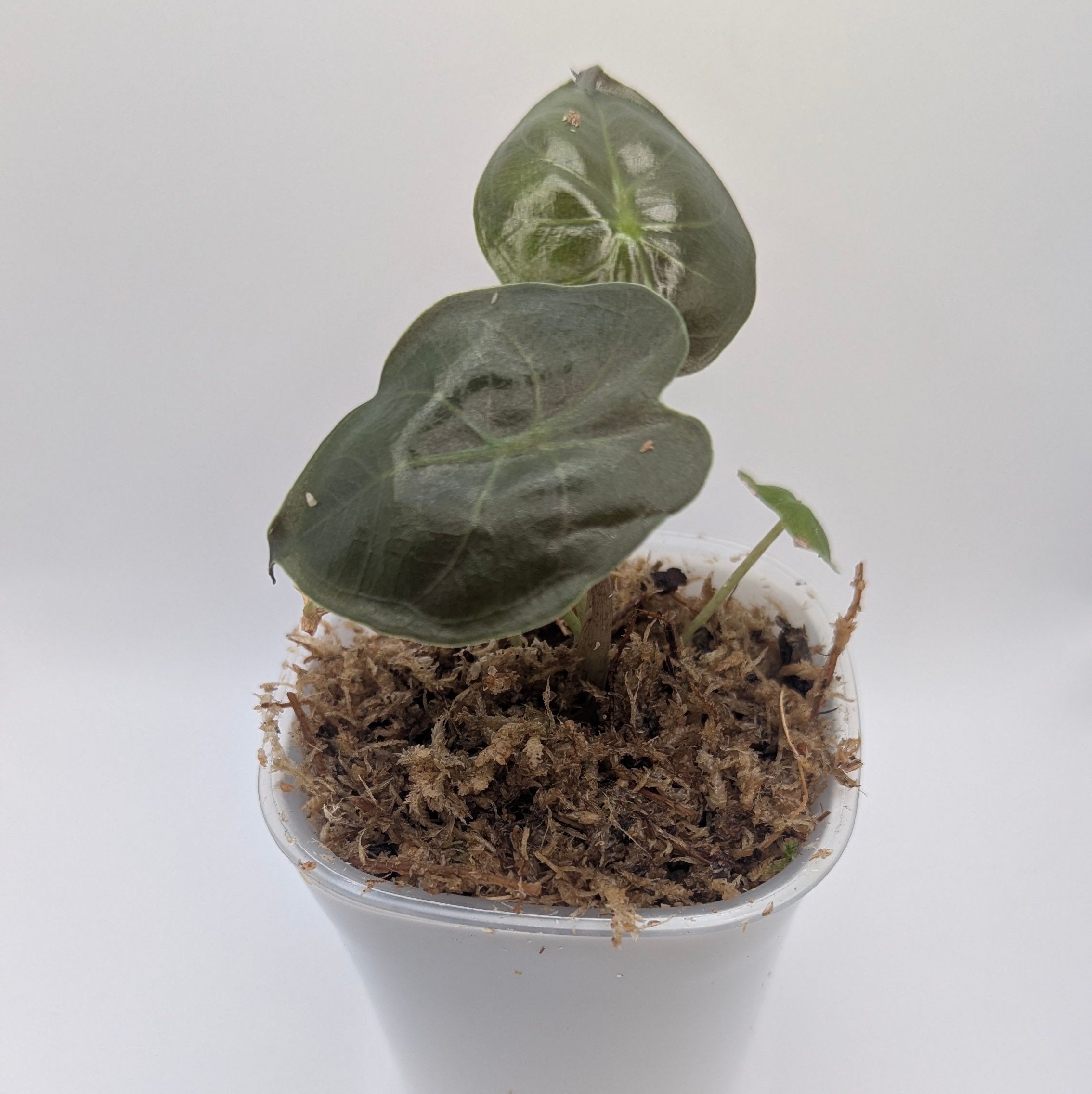 Alocasia wentii