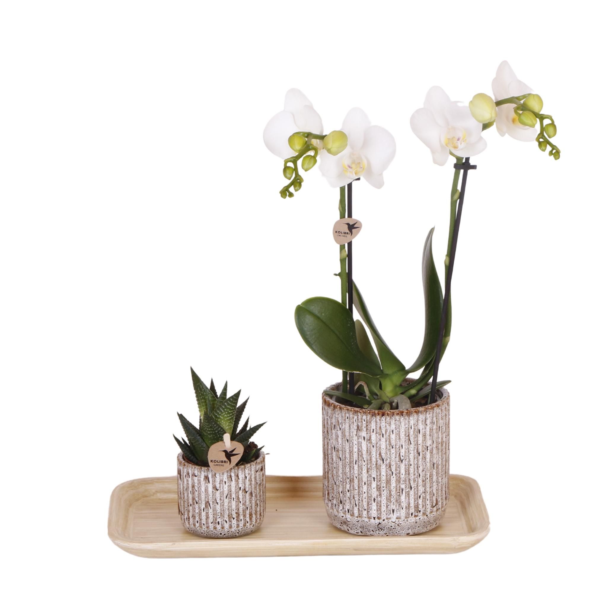 Phalaenopsis Orchideen Set mit Sukkulente und Bambustablett