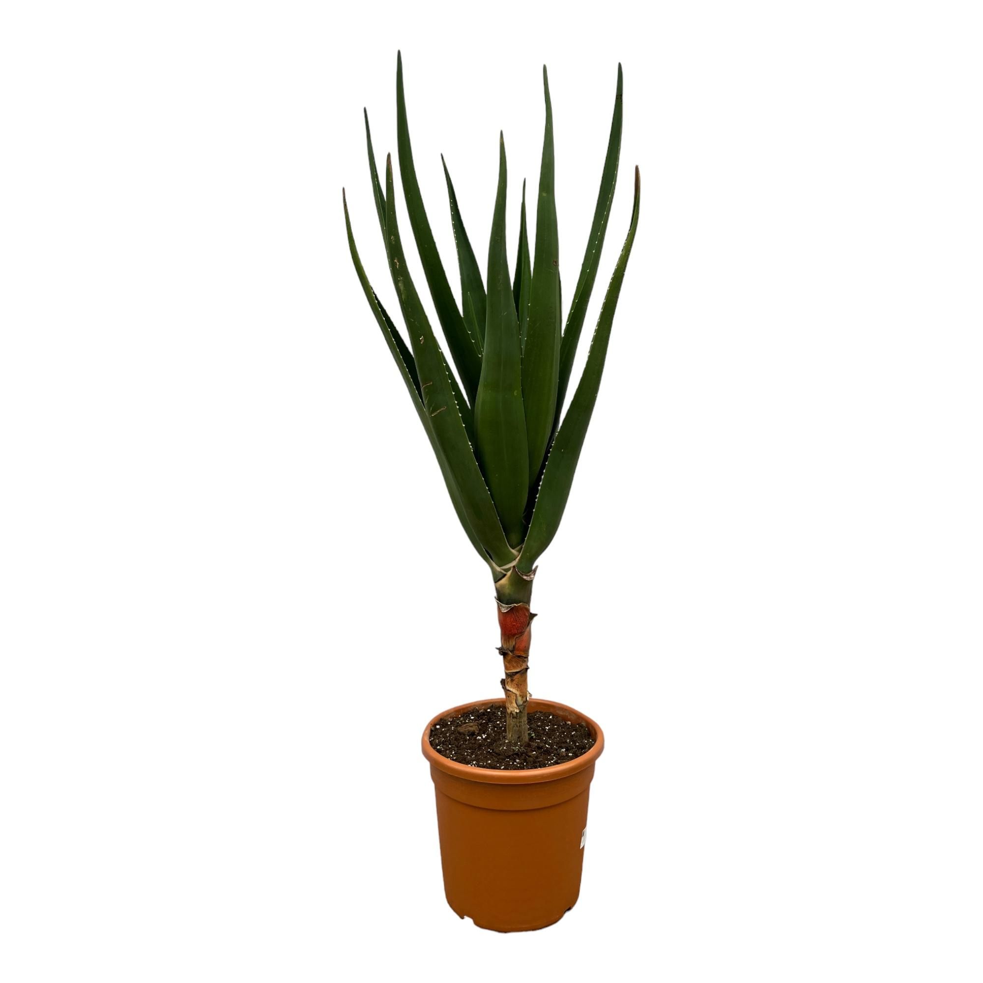 Calathea Leopardina Zimmerpflanze