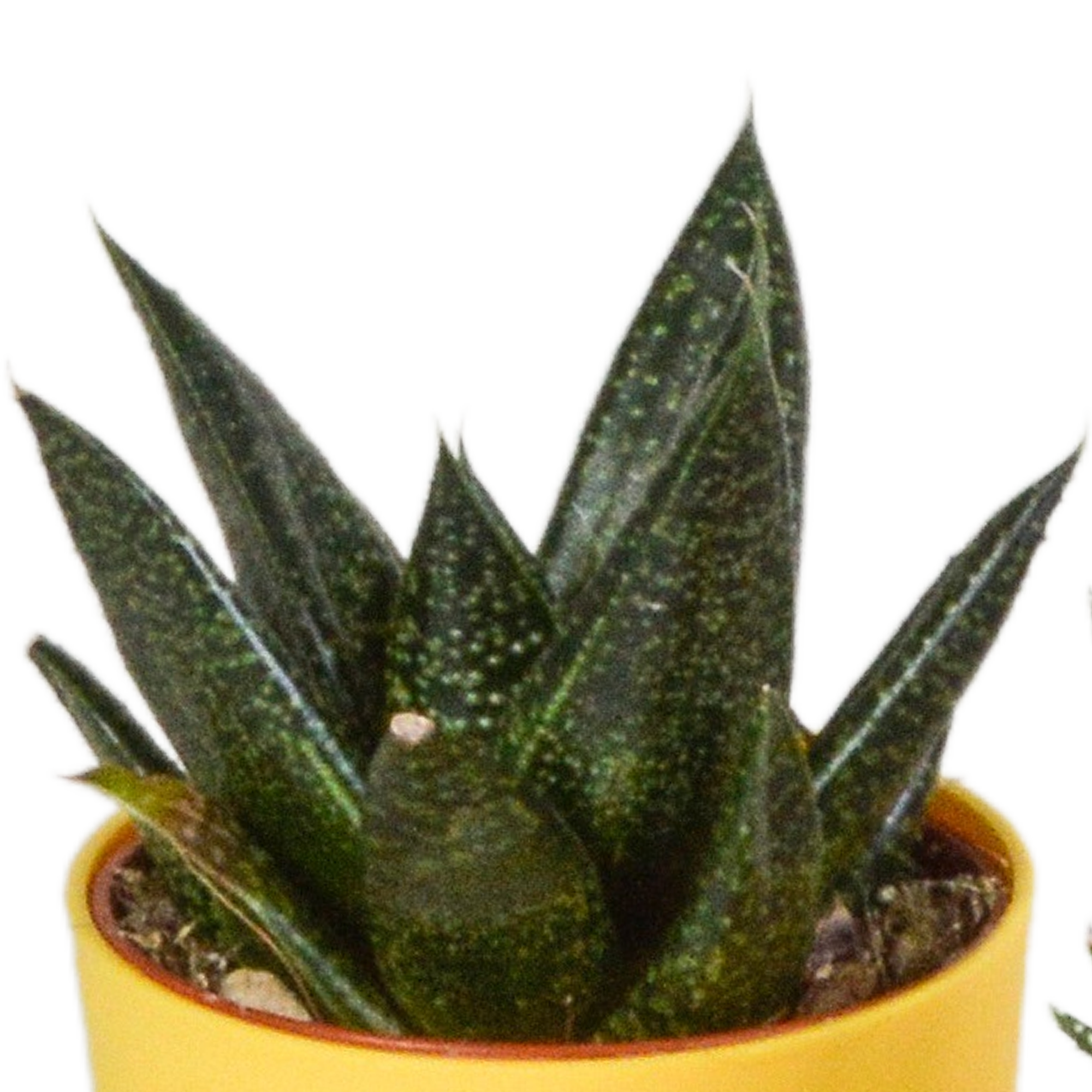 Gasteria und Haworthia Mix in farbigem Kunststofftopf