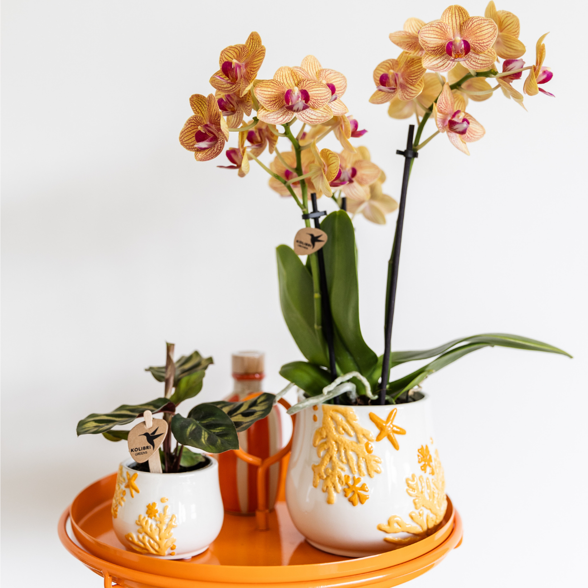 Calathea Makoyana Grüner Zimmerpflanze