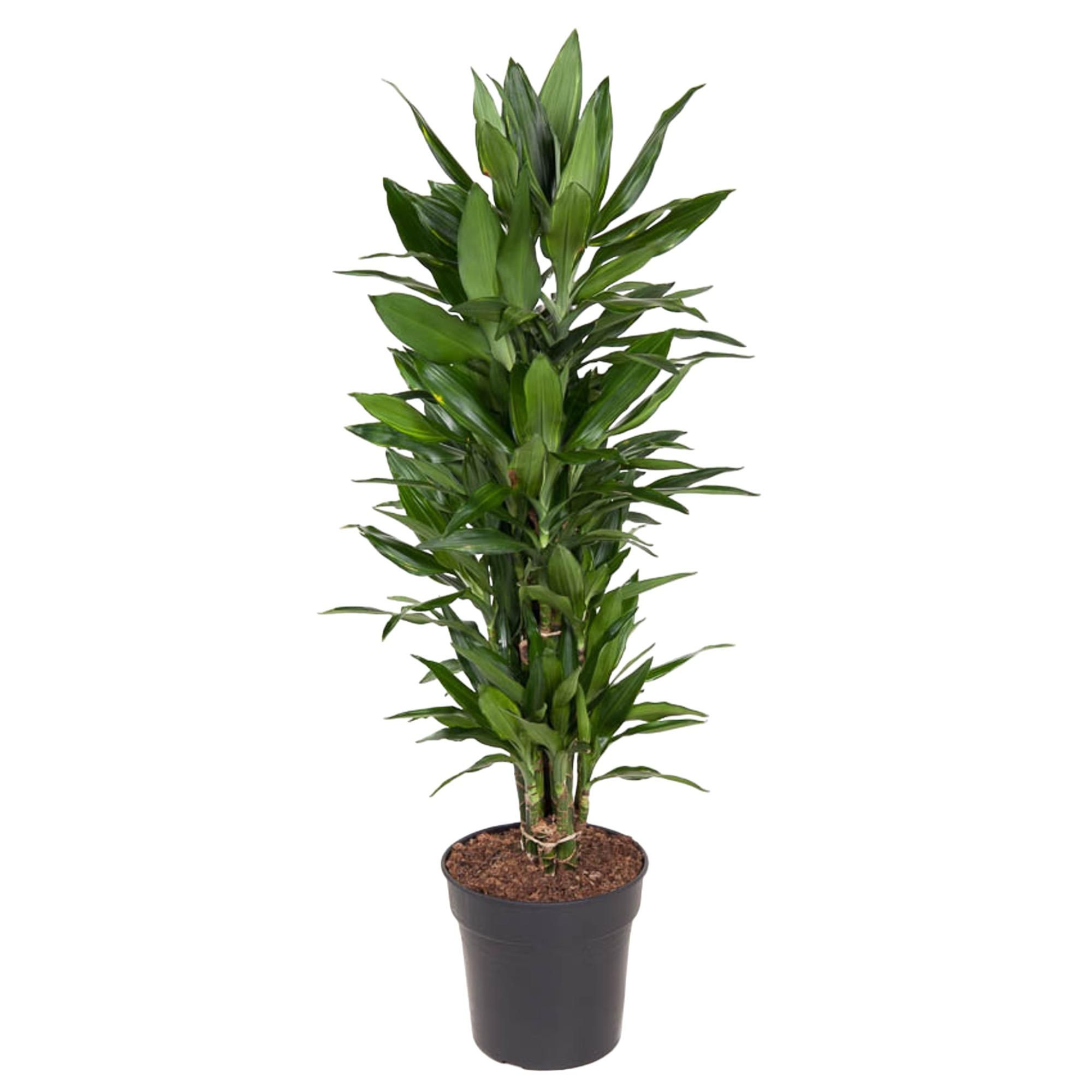 Dracaena Janet Lind elegante Zimmerpflanze