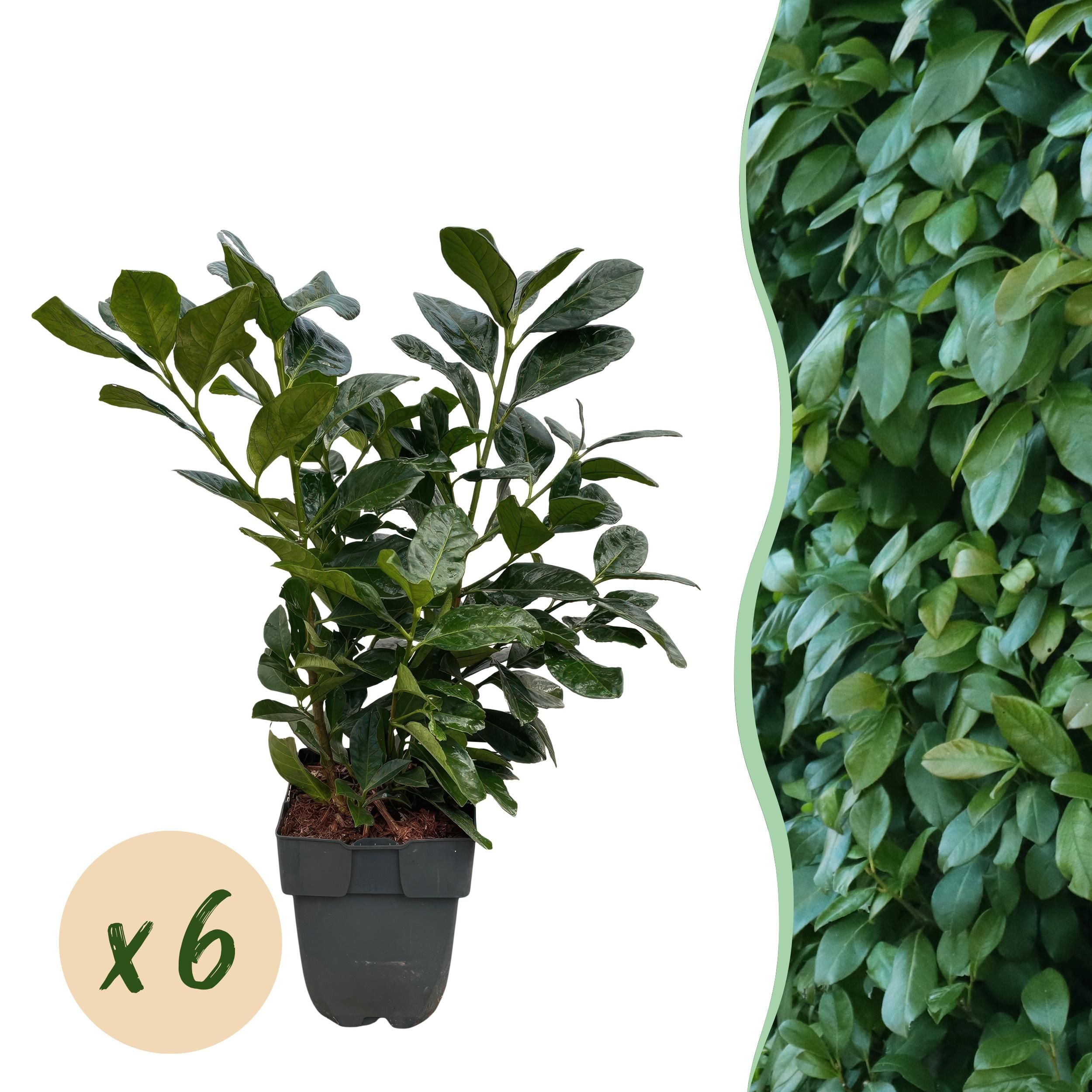 Prunus laurocerasus Etna – Immergrün – 6 Pflanzen – Topf 17cm