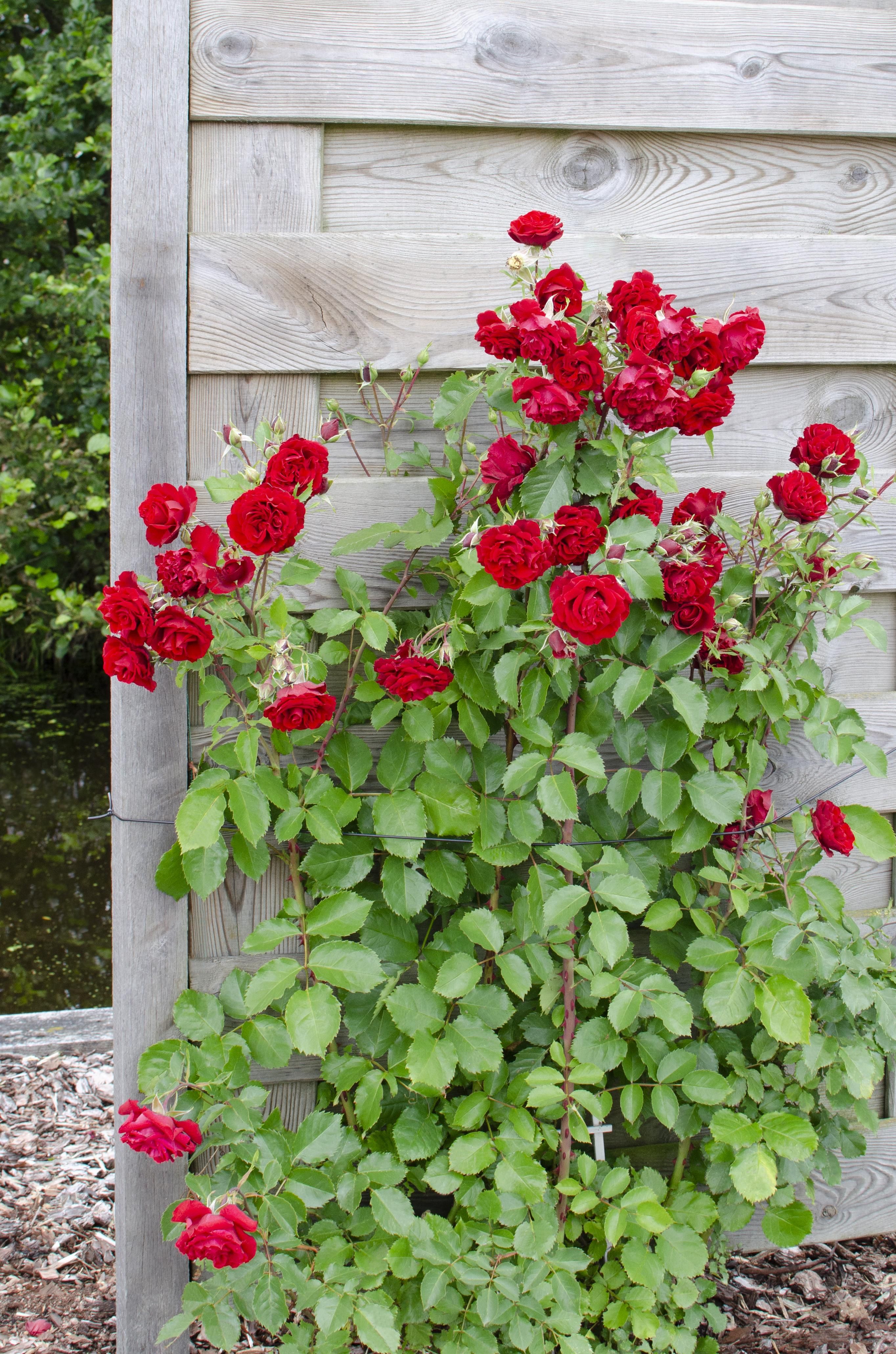 Rosa Crazy in Love Rose - Lebendige blühende Gartenpflanze