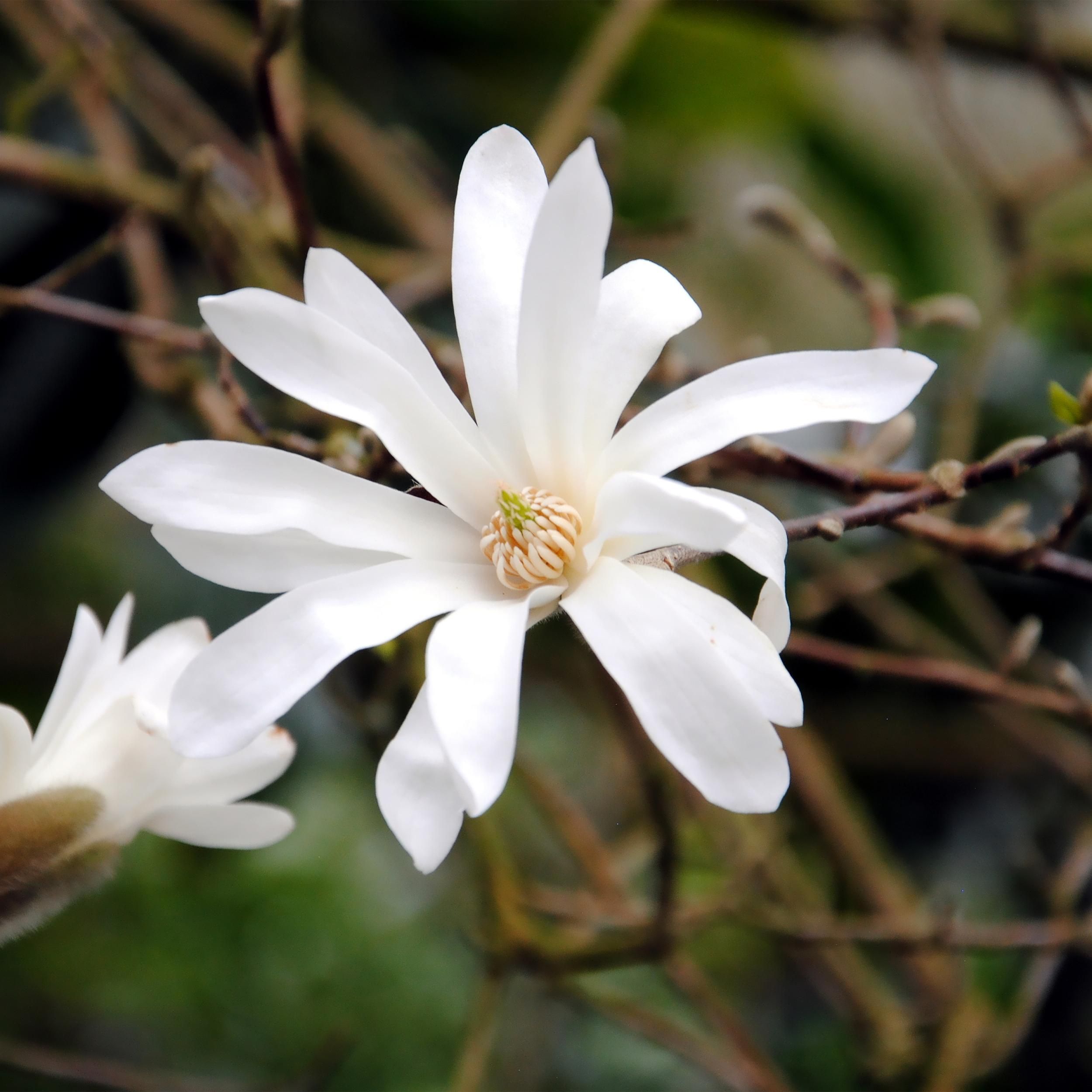 Magnolia Stellata Busch – Weiße Blüte – Laubabwerfend – Pflegeleicht