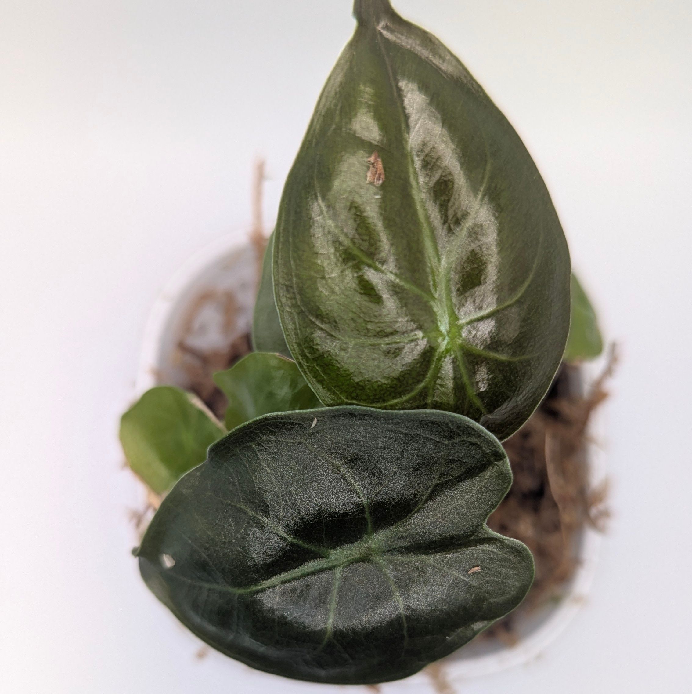 Alocasia wentii