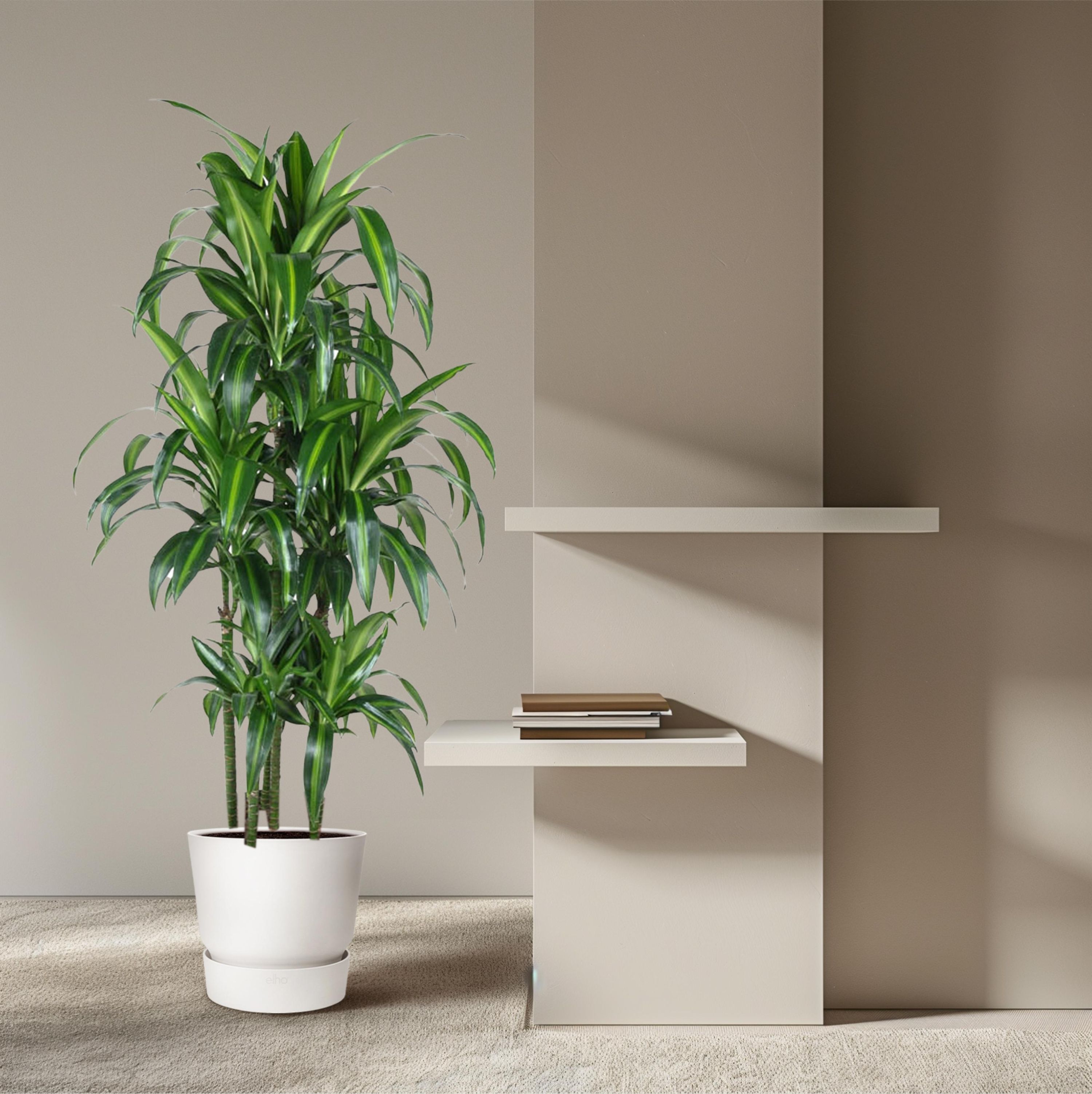 Dracaena Hawaiiana Zimmerpflanze