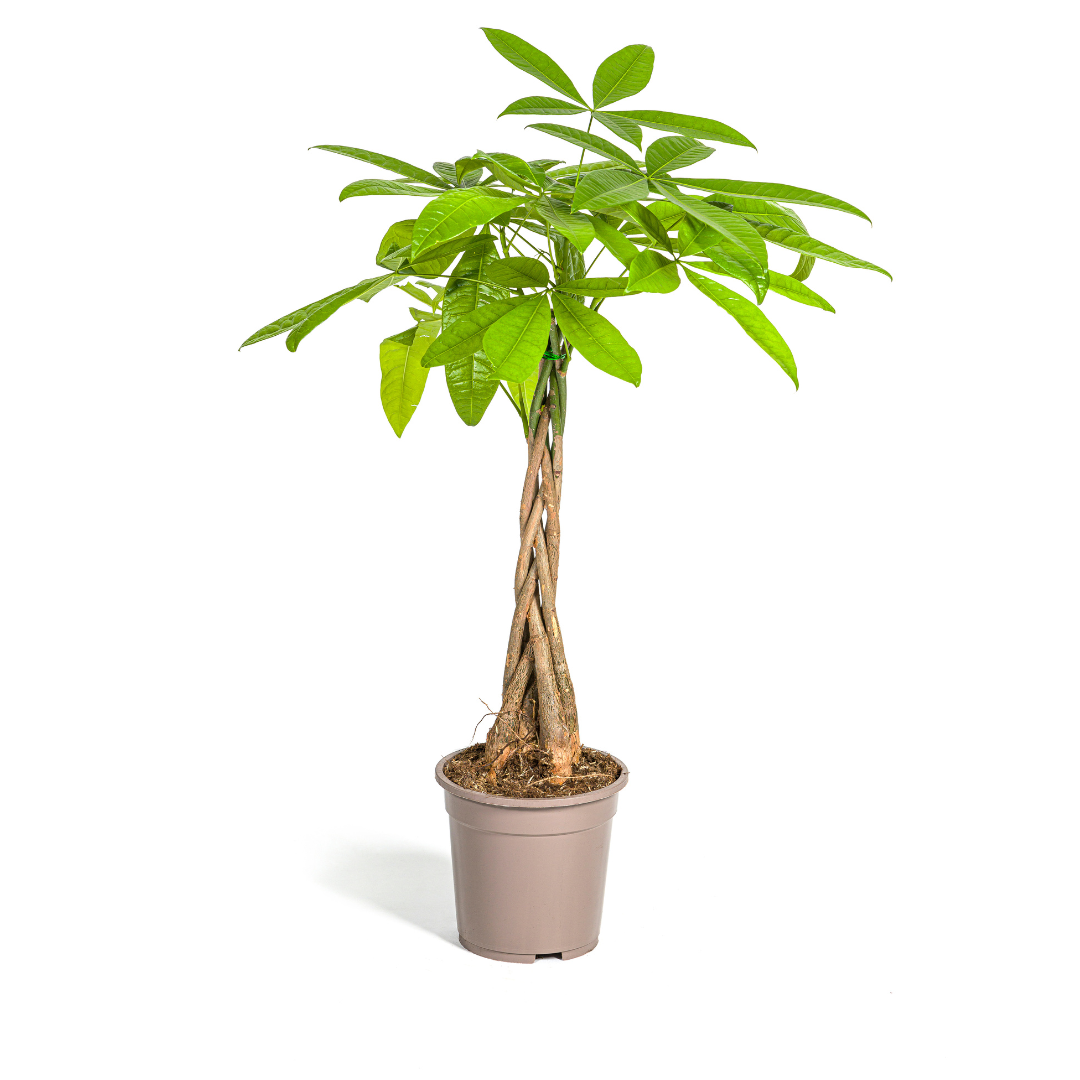 Pachira Aquatica Ø19cm – ca. 70–90cm hoch – Glückskastanie