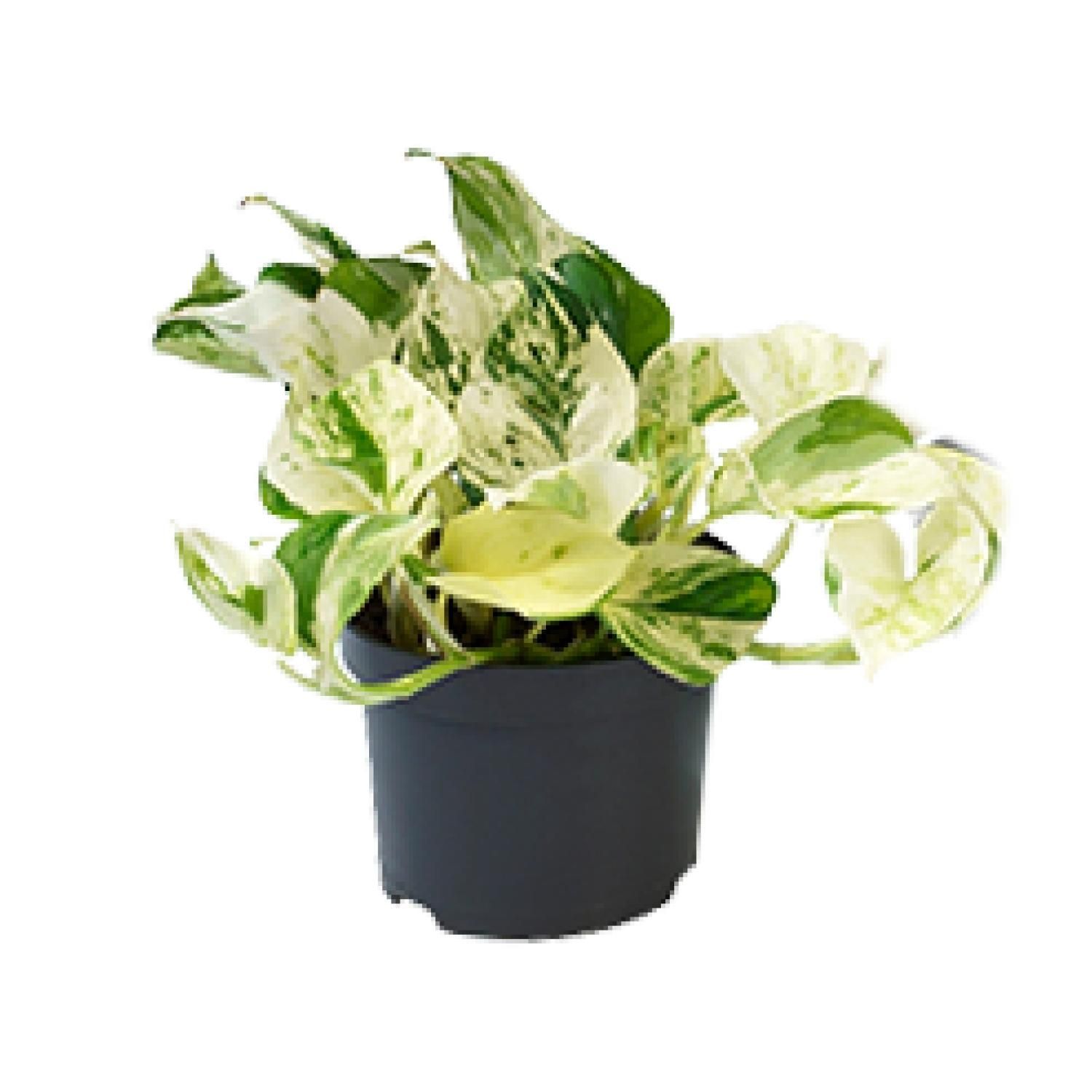 Epipremnum Marble Queen - Bunte Glückspflanze im Topf