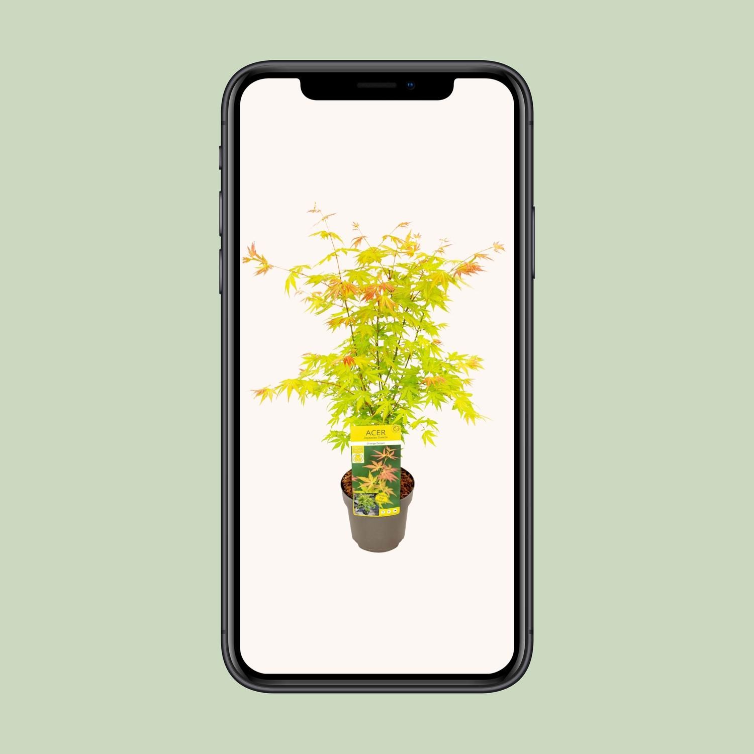 Acer Orange Dream - dekorativer Japanischer Ahorn