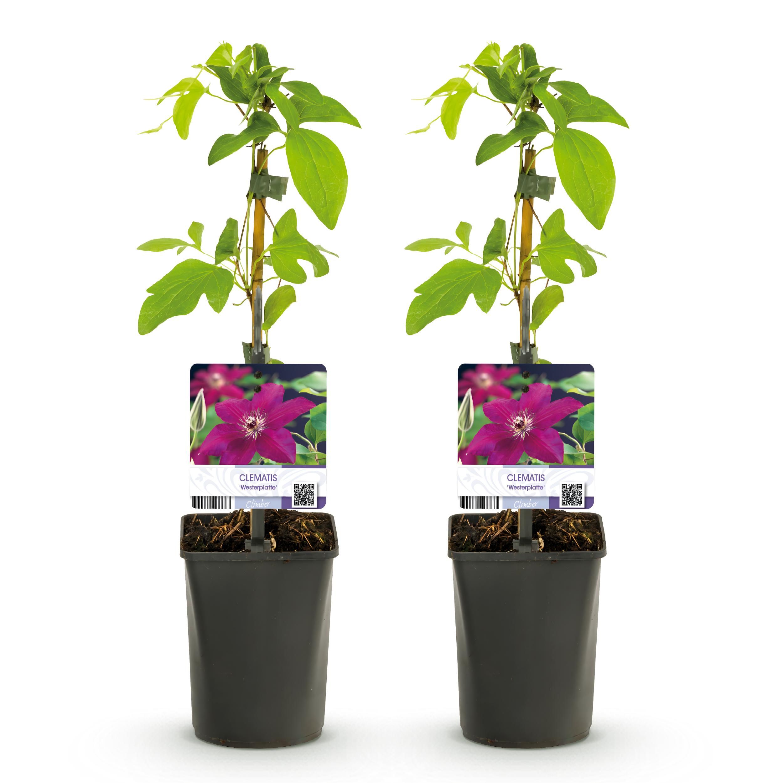 Kletterpflanze Clematis Westerplatte – Rote Blüten – Pflegeleicht – 2 Stück