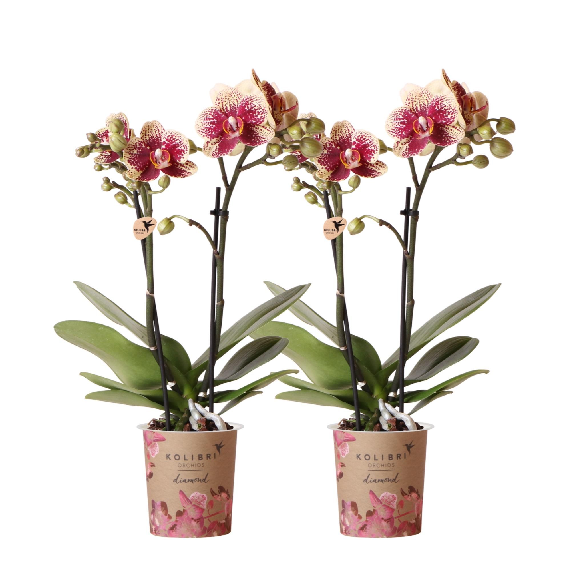 Phalaenopsis Orchideen Duo aus der Diamond Linie