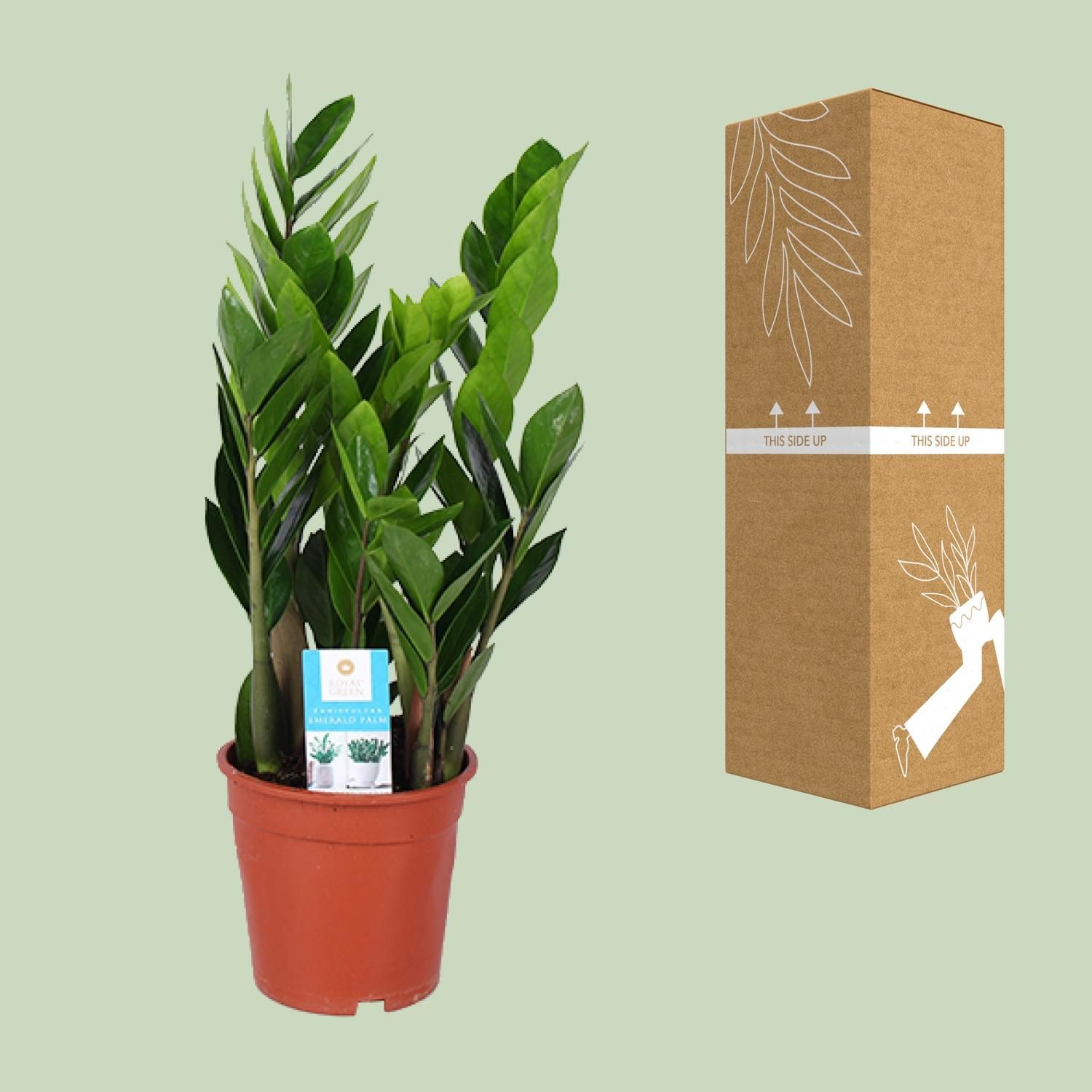 Zamioculcas - Widerstandsfähige Zimmerpflanze mit Glänzenden Blättern