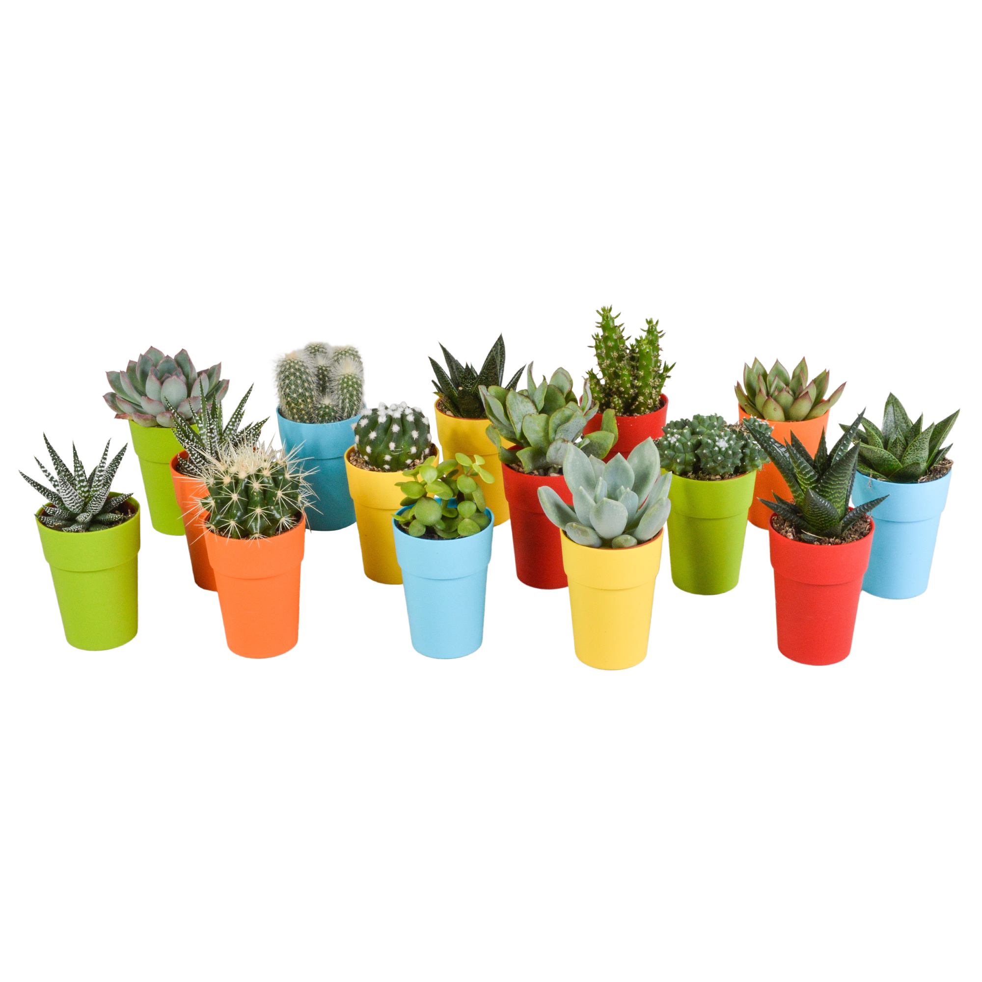 Bunte Cactus und Sukkulenten Mischung