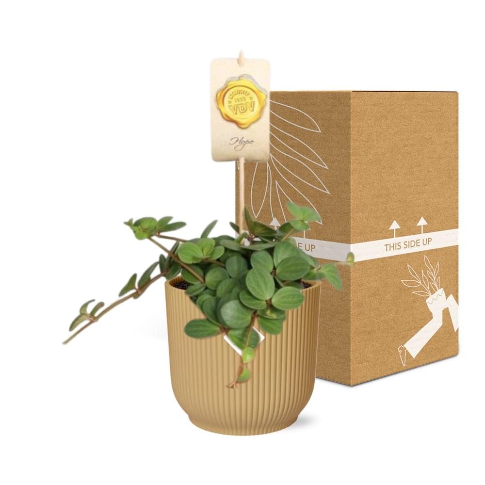 Peperomia Hope – Attraktive Zimmerpflanze im gelben ELHO Vibes Fold Topf