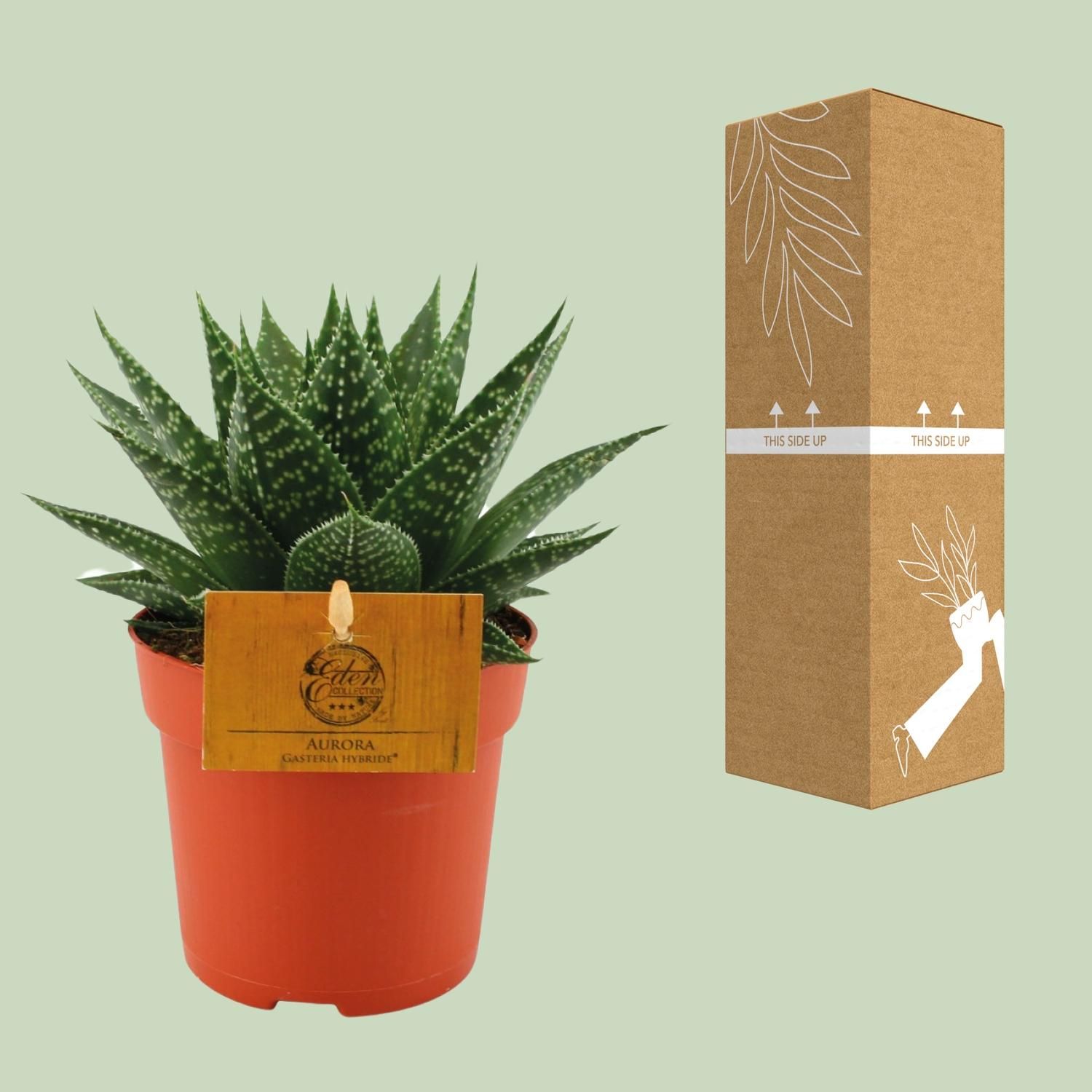 Gasteria Hybride Aurora Zimmerpflanze