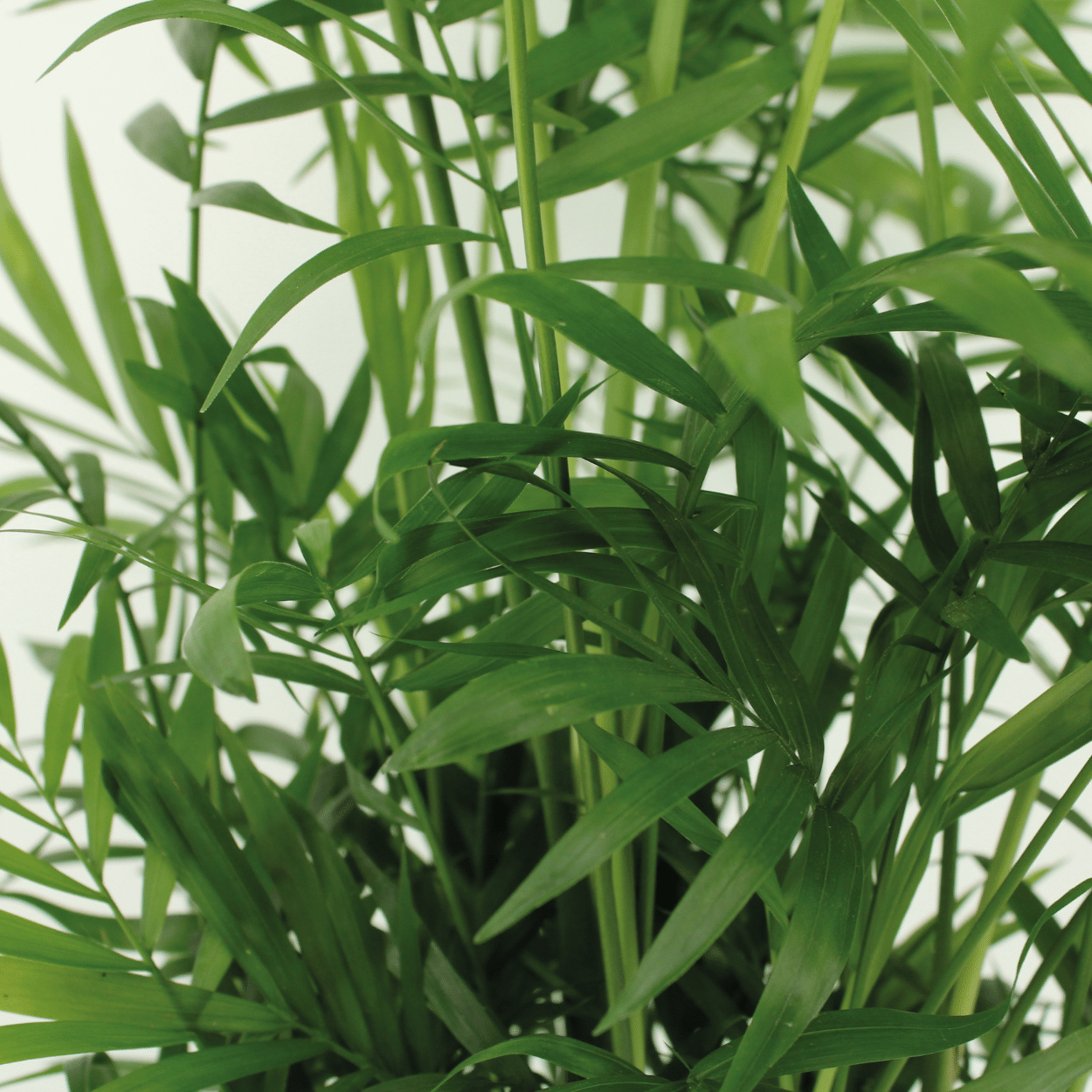 Mexikanische Bergpalme Chamaedorea Elegans
