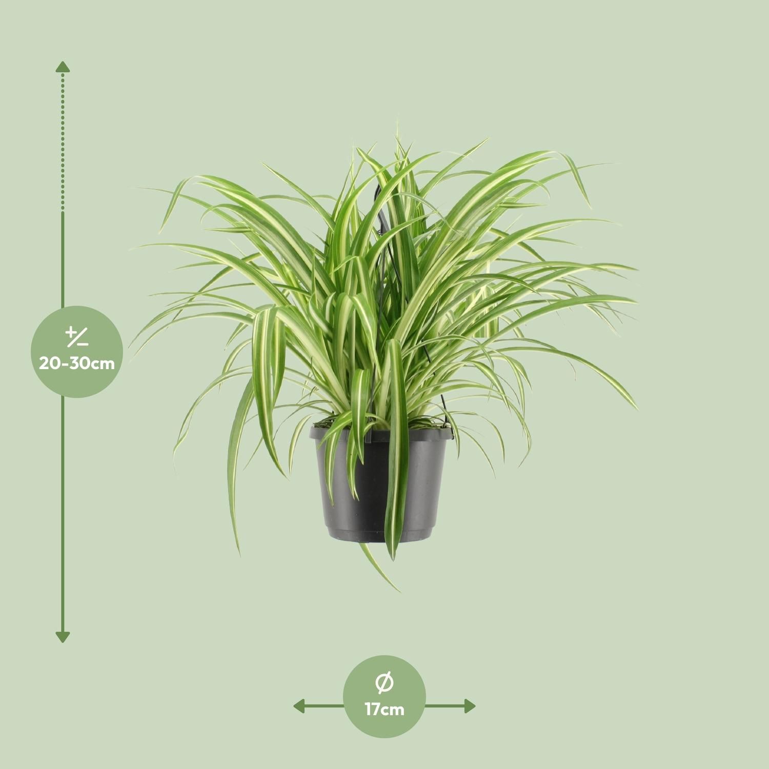 Chlorophytum Comosum Variegatum Spinnenpflanze