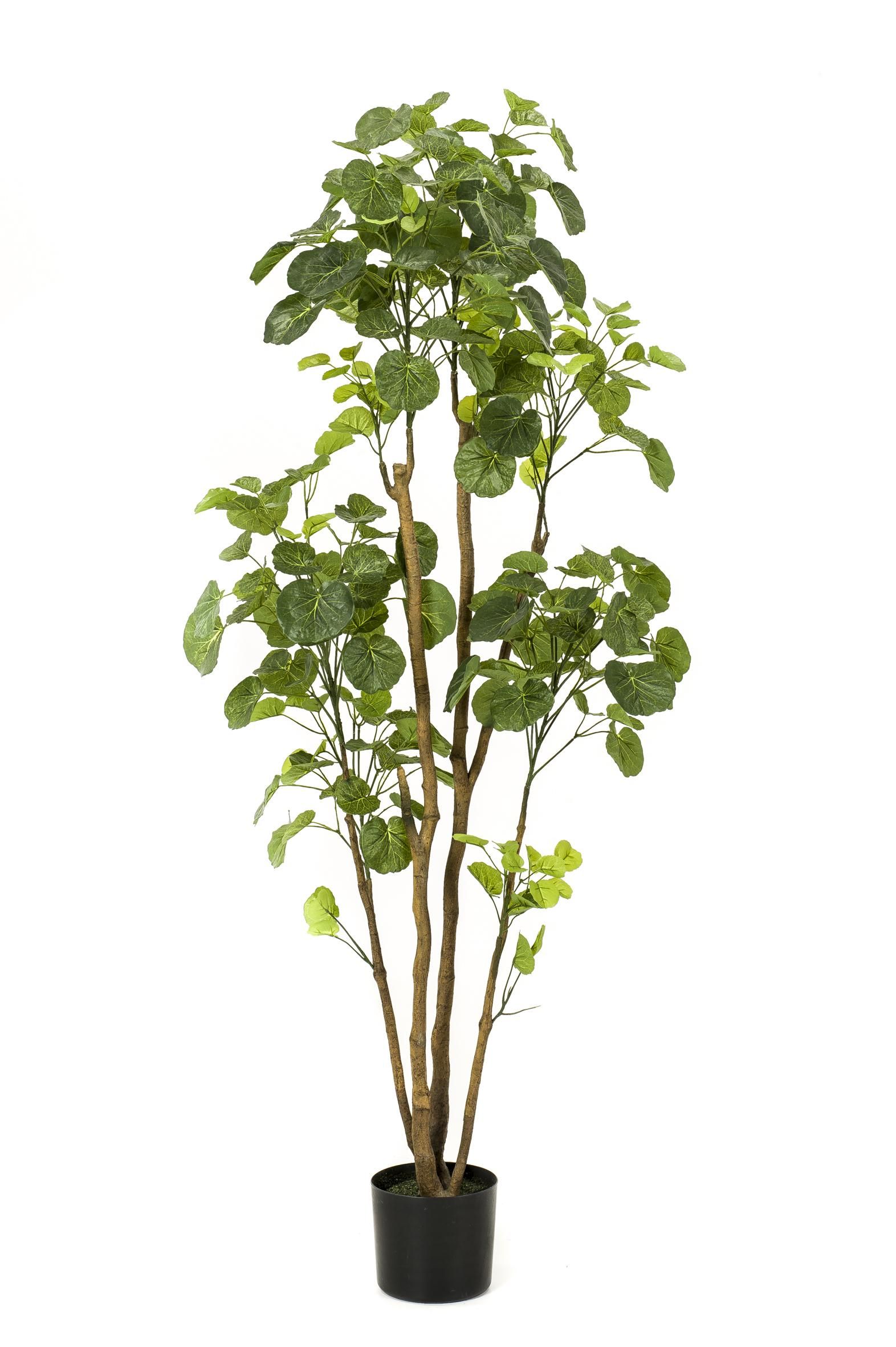Kunstpflanze Polyscias Aralia 160 cm