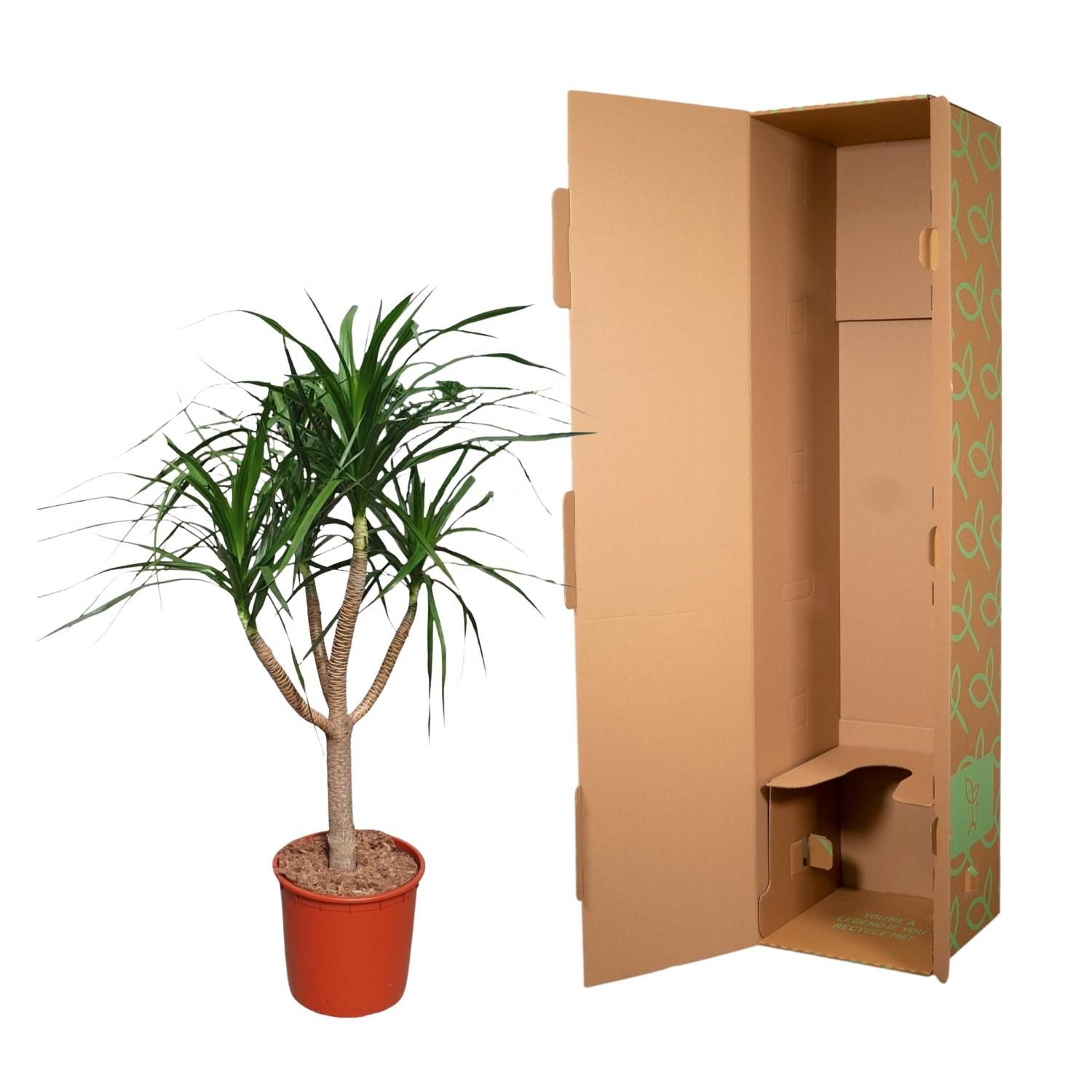 Dracaena Draco kompakt Zimmerpflanze