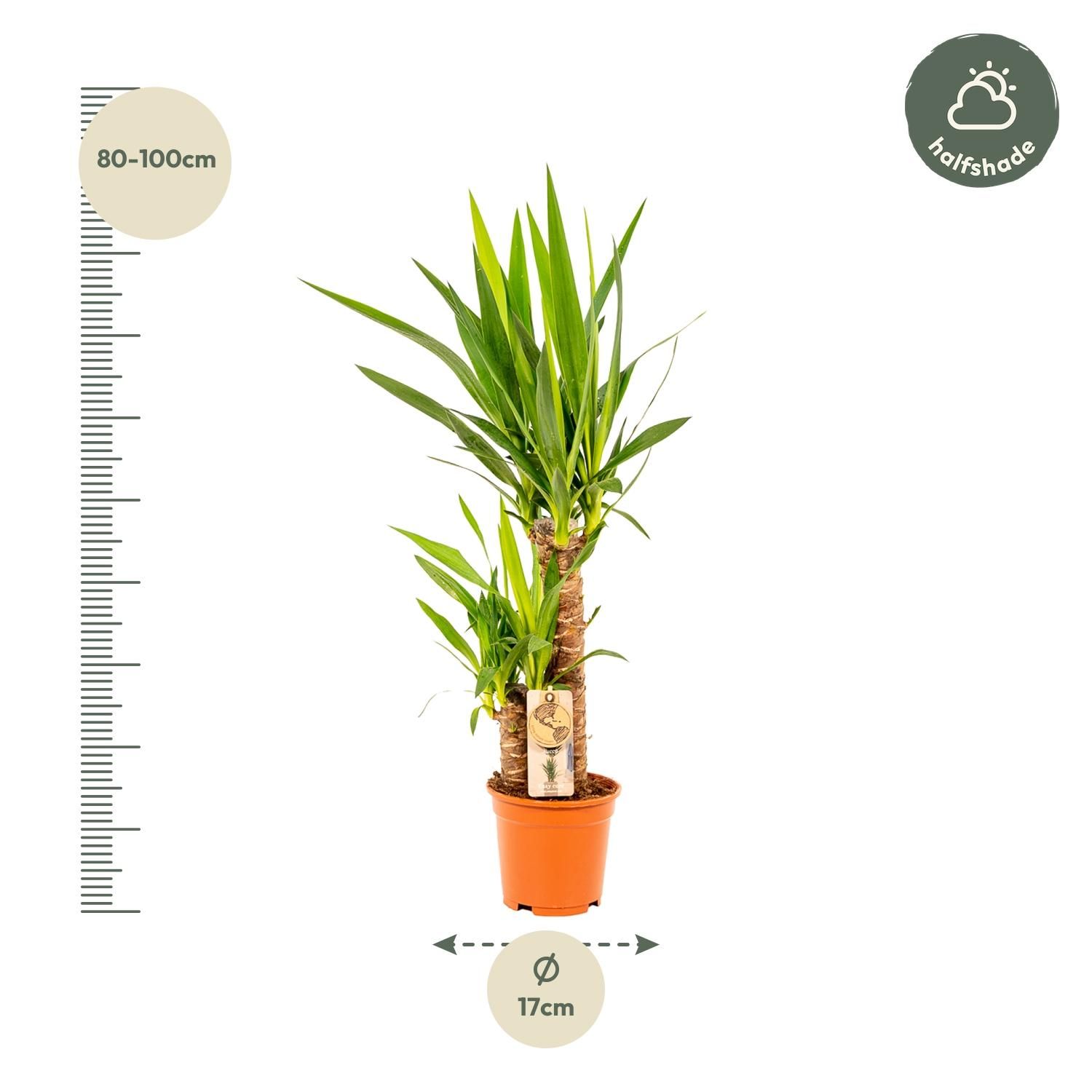 Yucca Palmlilie Zimmerpflanze – Robust & Pflegeleicht