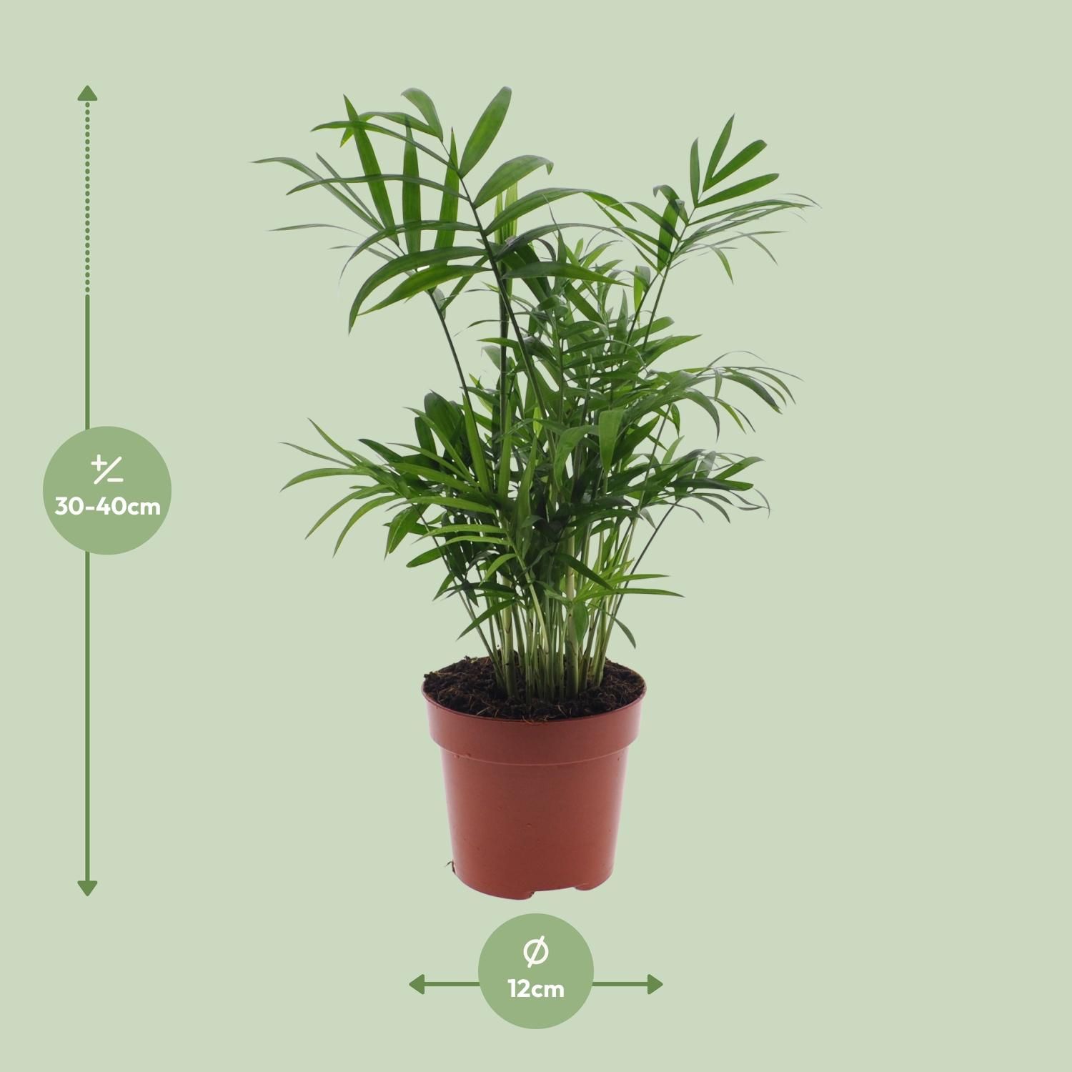Mexikanische Bergpalme Chamaedorea Elegans