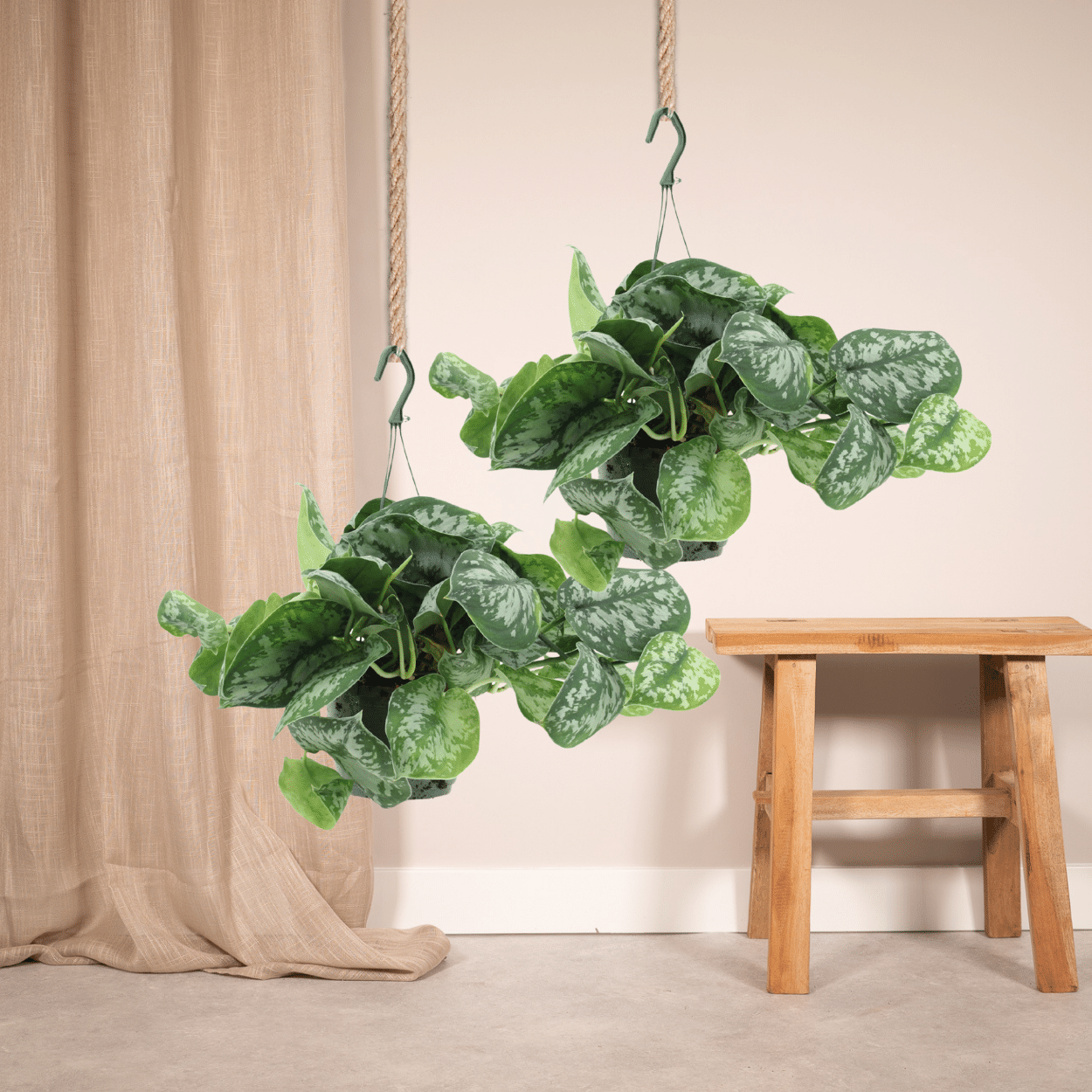Scindapsus Pictus Trebie - Elegante Kletterpflanze