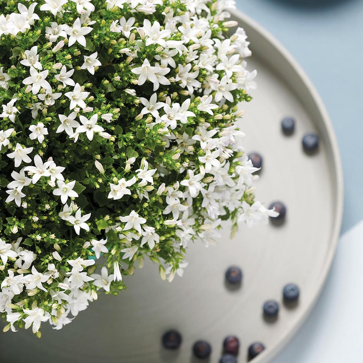 Campanula Addenda Ambella Weiß - Dekorativer Schilfkorb mit Glockenblumen