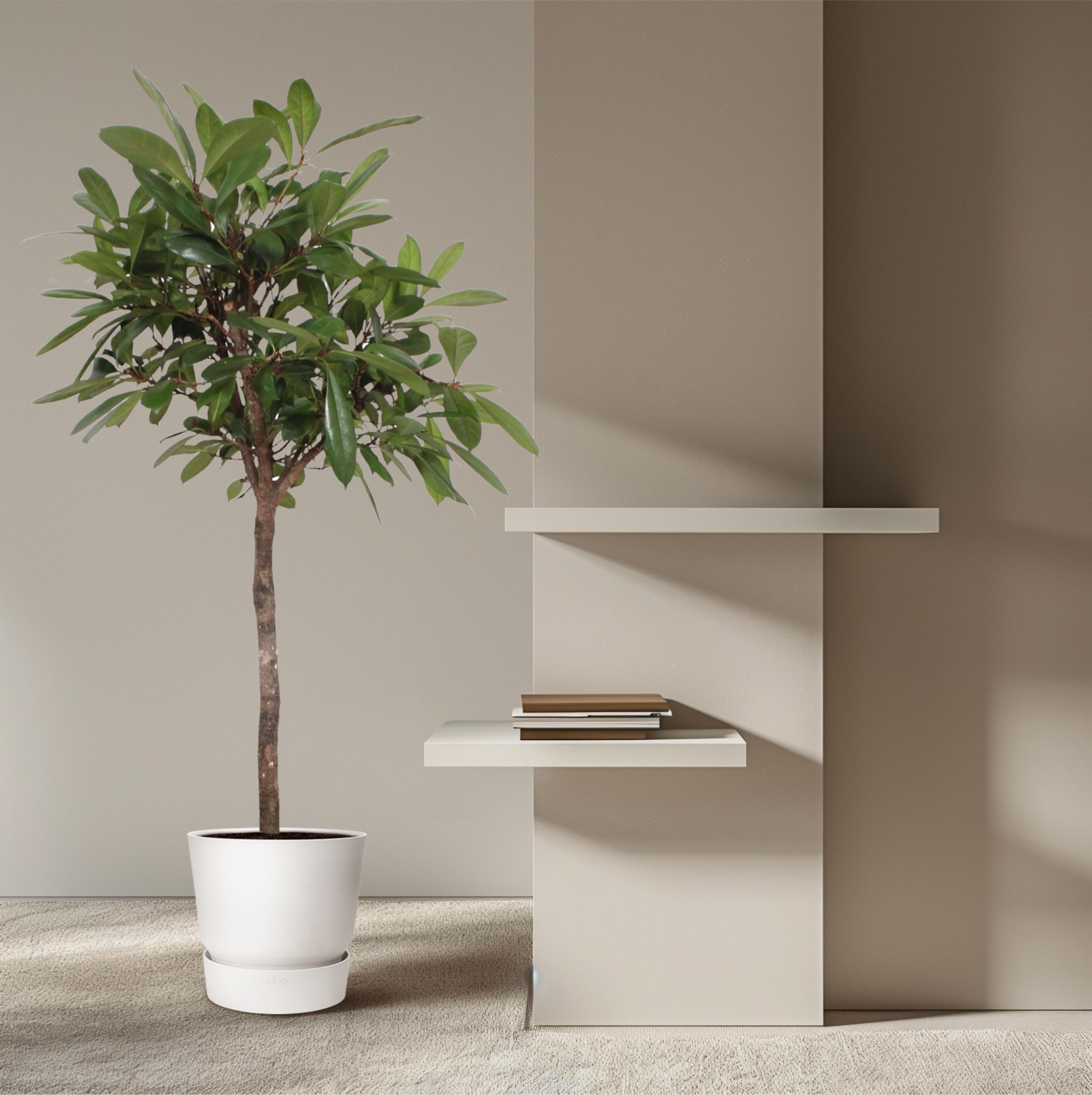 Ficus Cyathistipula Zimmerpflanze