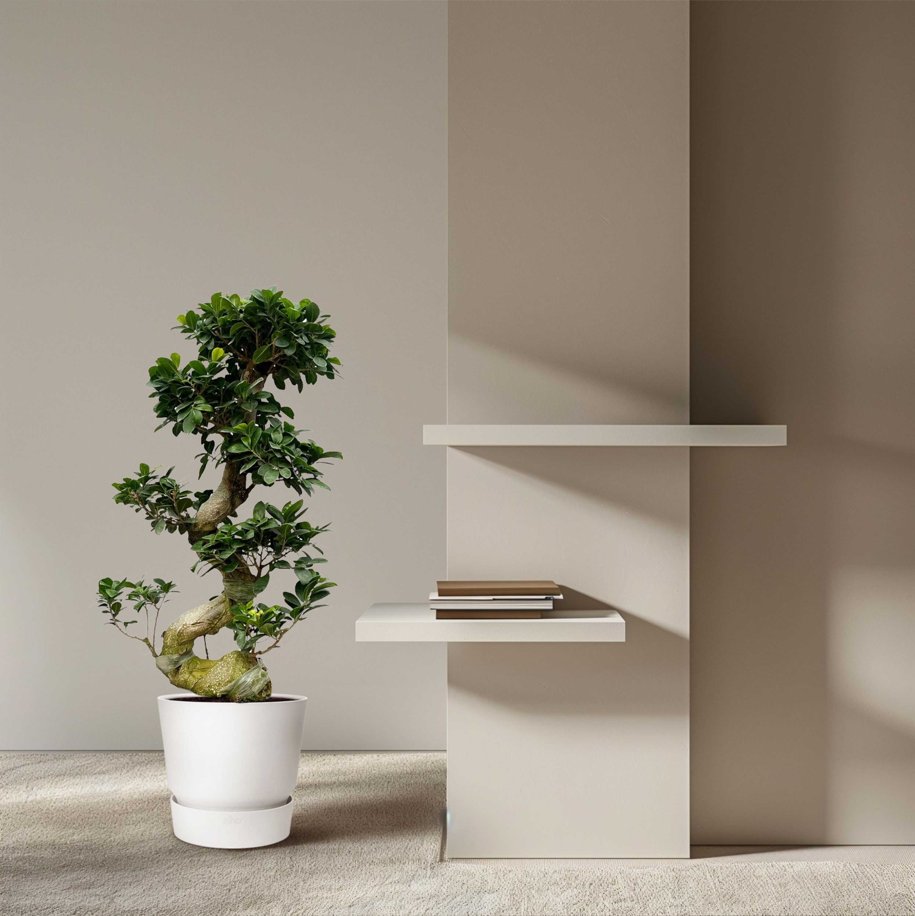 Ficus Microcarpa Ginseng – 80 cm Hoch – pflegeleichte Grünpflanze | Ø27cm Topf