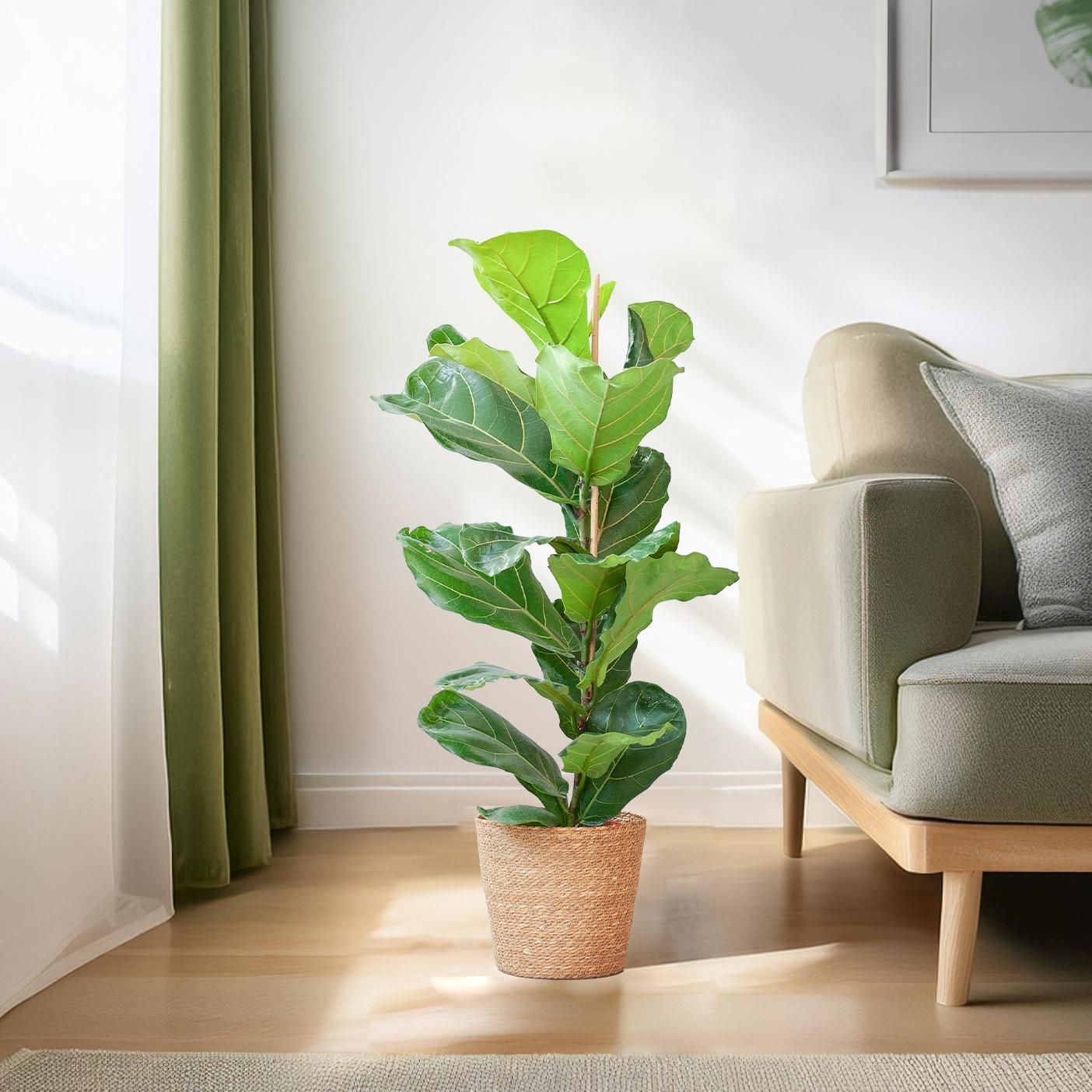 Geigenfeige Ficus Lyrata – 80cm – Im Korb Sofia Natur