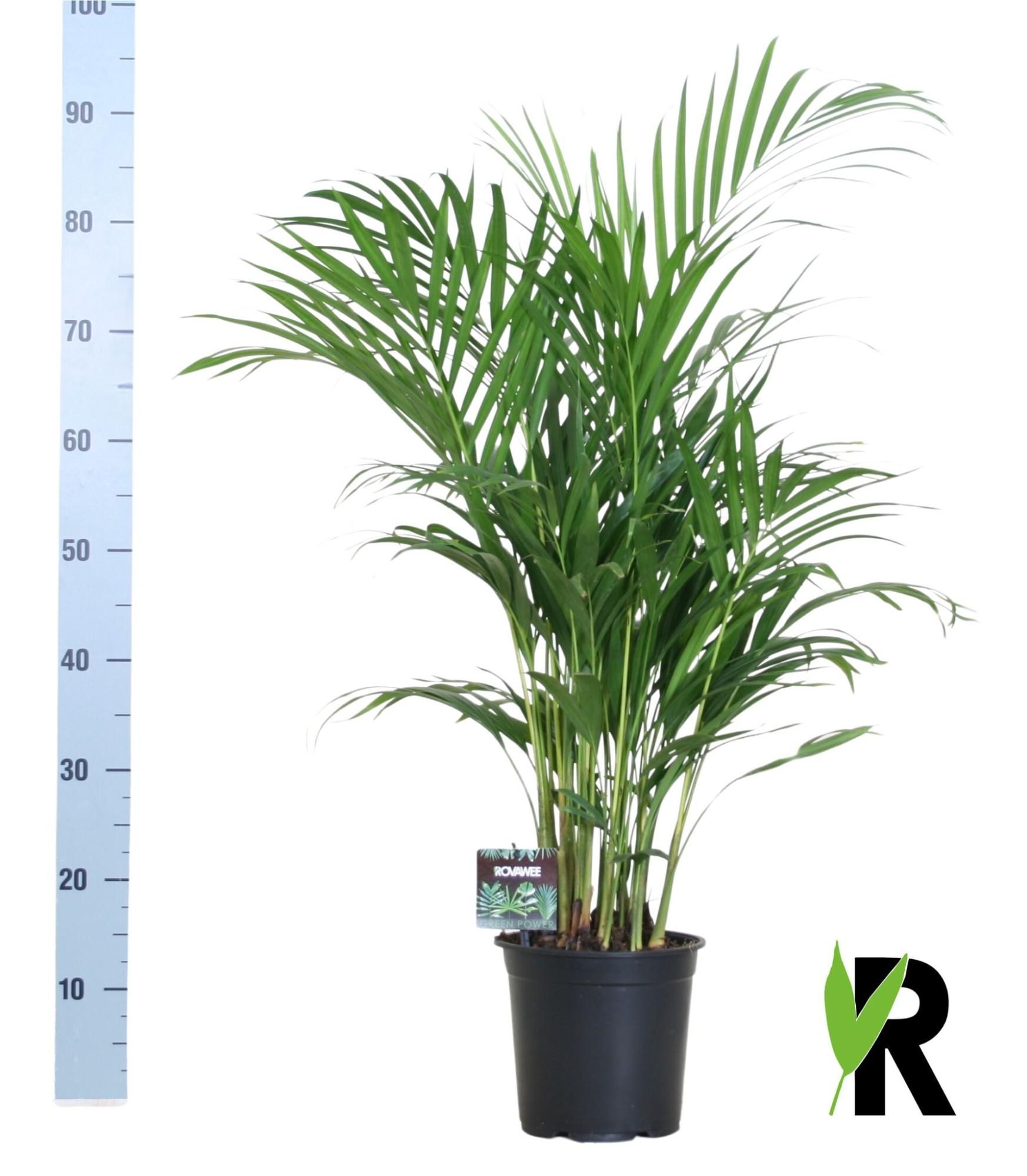 Dypsis Lutescens 120 cm | Zimmerpalme mit Topf Ø19 cm | 100 cm hoch
