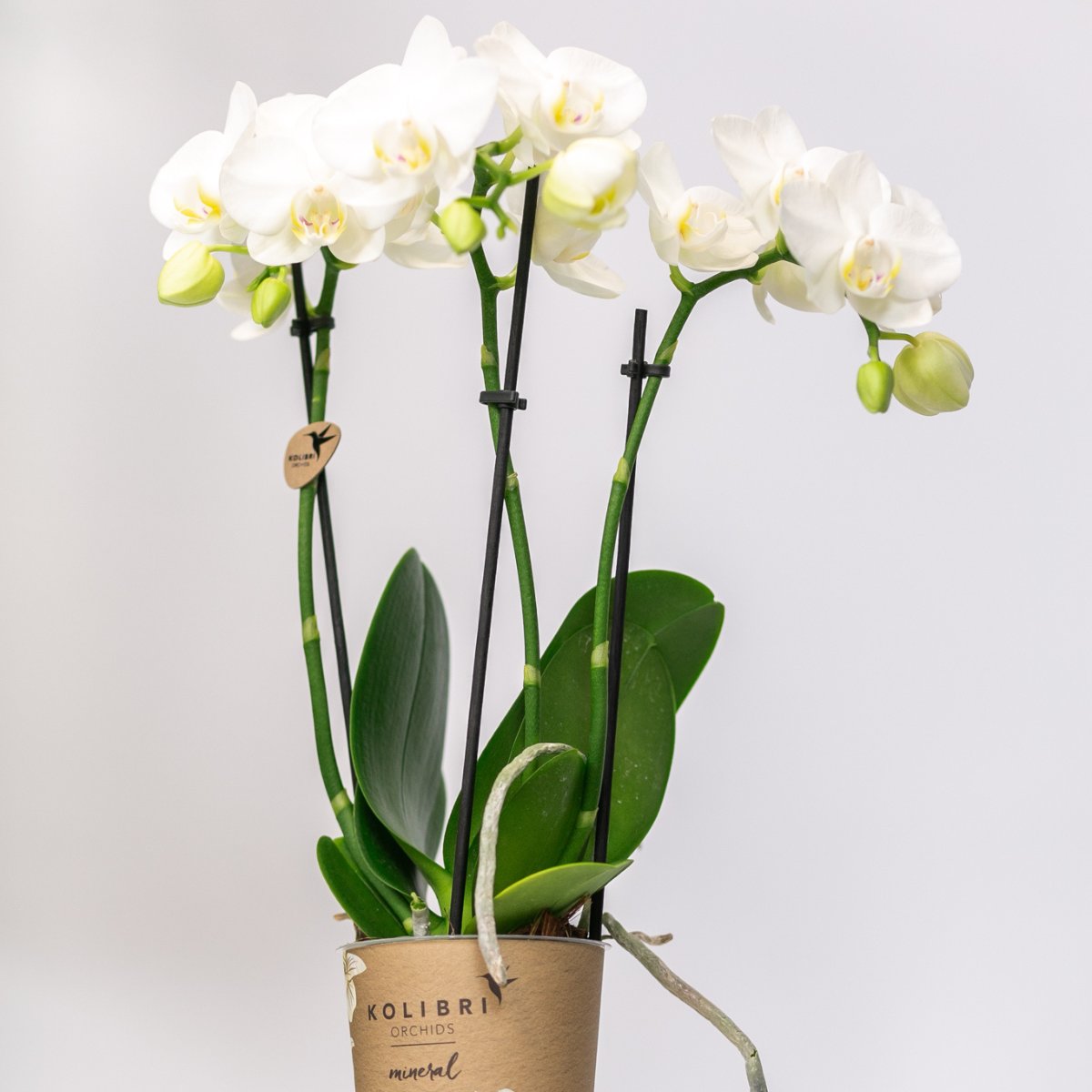 Phalaenopsis Orchidee weiß elegant