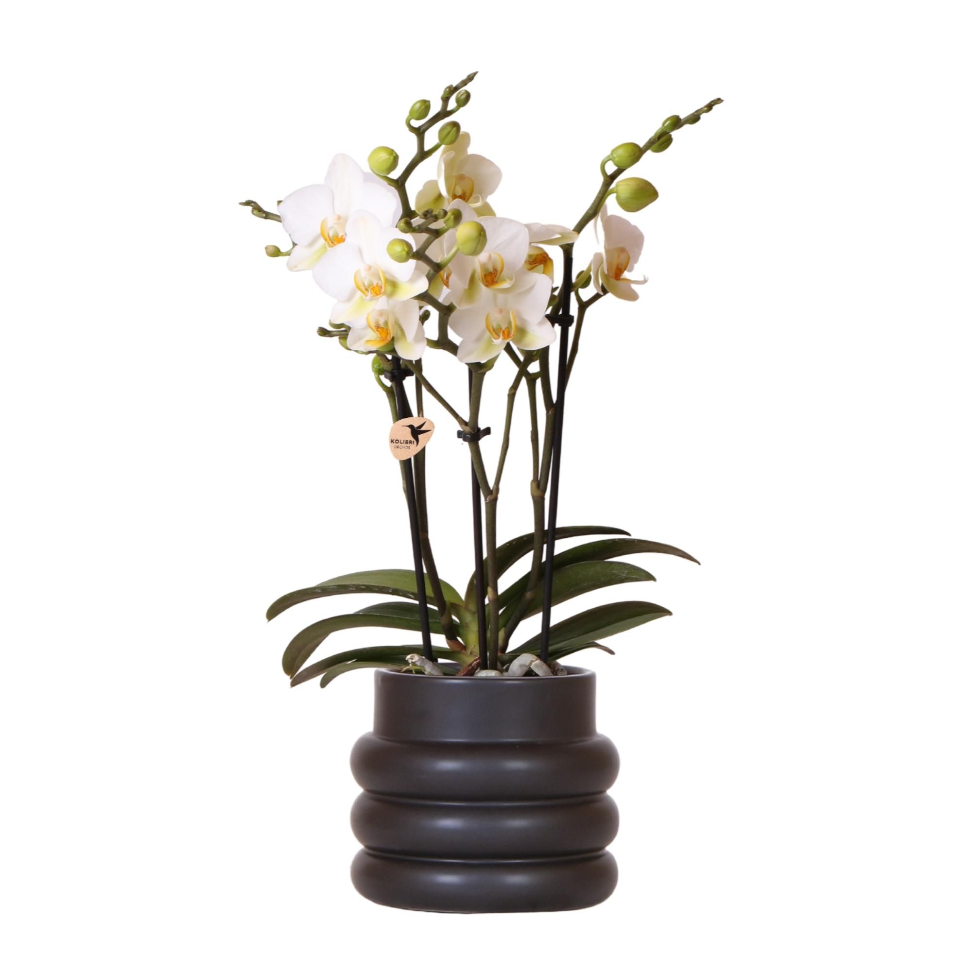 Phalaenopsis Orchidee Andorra im Pastelltopf